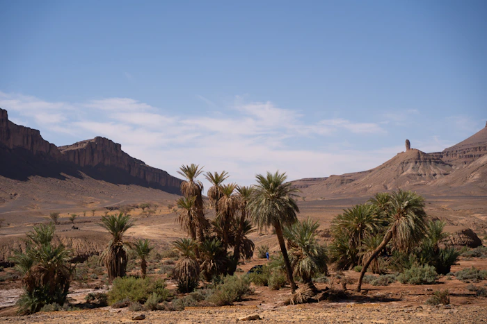 Palm trees in desert landscape