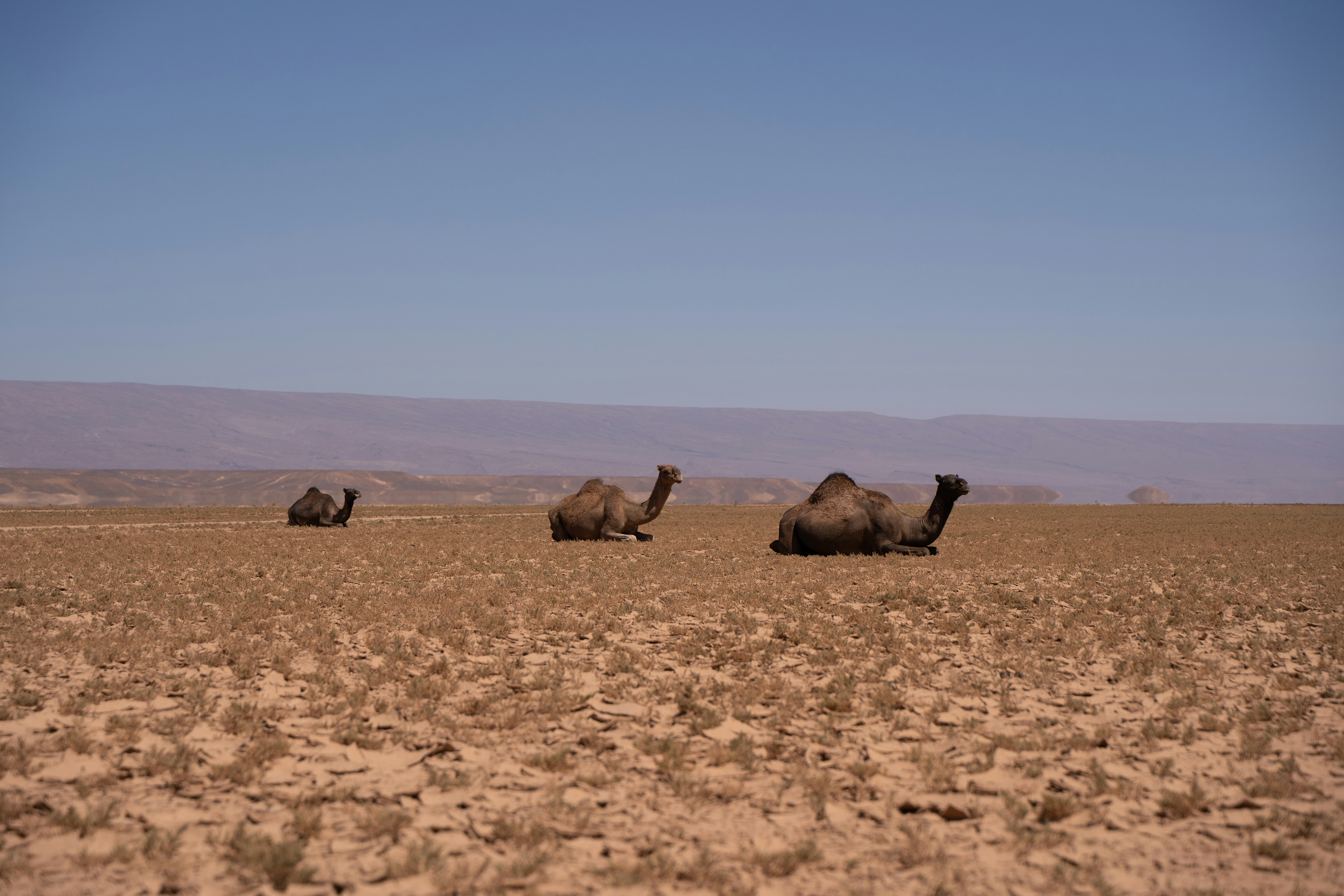 Three camels resting in a dry, barren desert landscape.