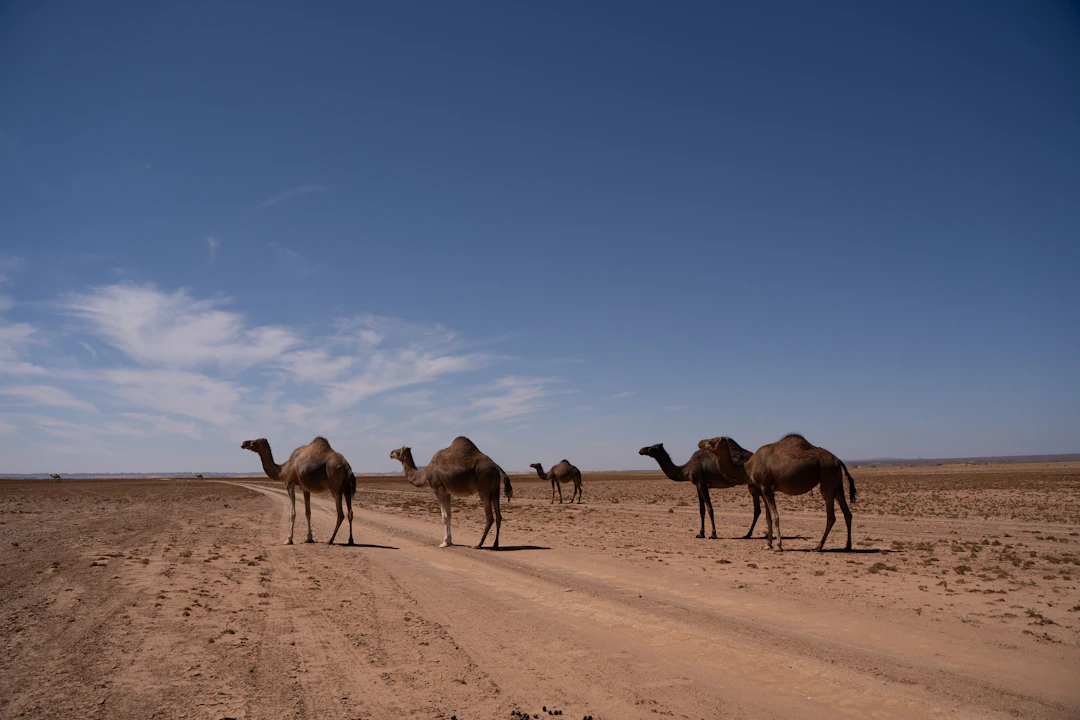 19-Day Africa & Oceania Budget Rail Itinerary
