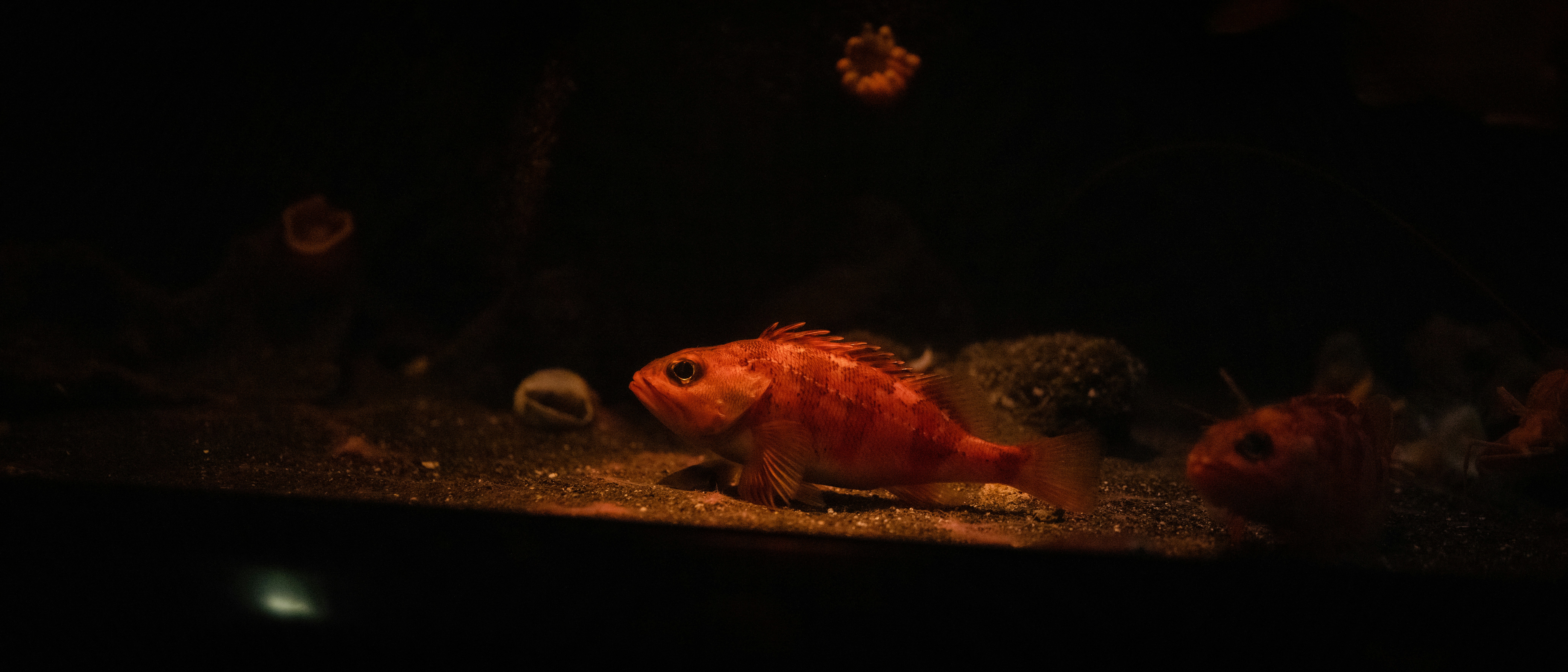 Orange fish swimming in a dark aquarium.