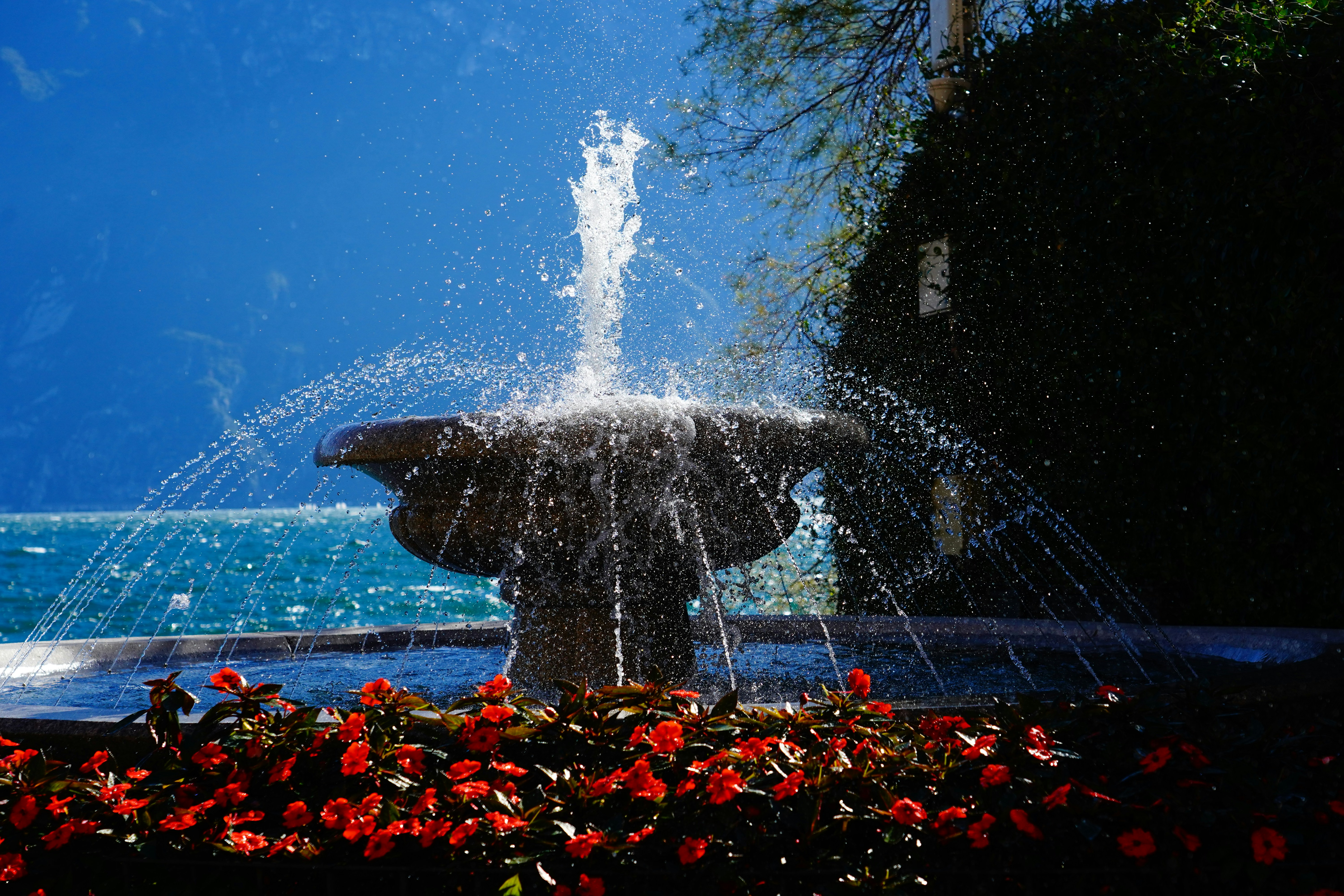 Une fontaine en pierre pulvérise de l’eau entourée de fleurs rouges.