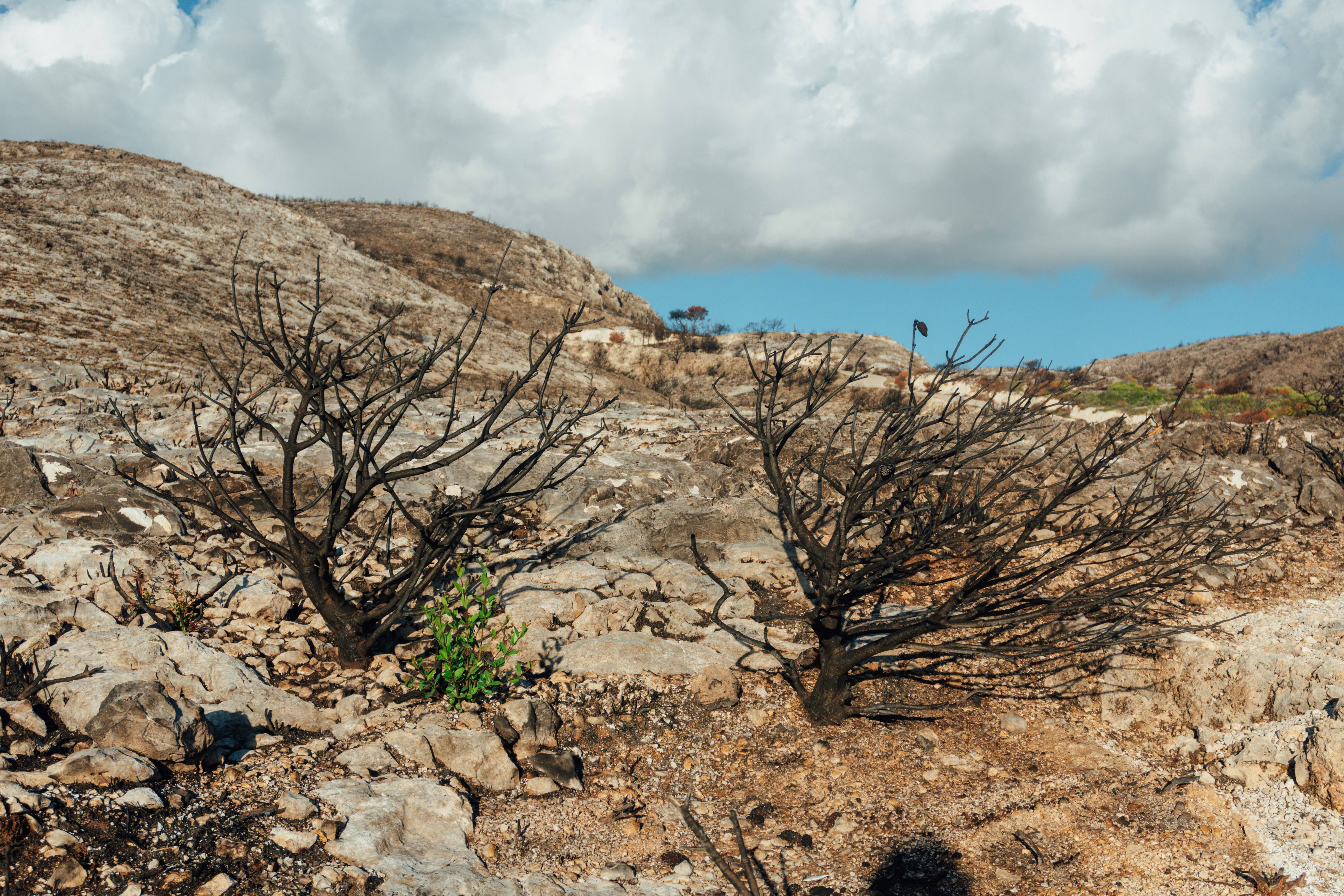 Barren trees on rocky, sun-drenched hillside under clouds