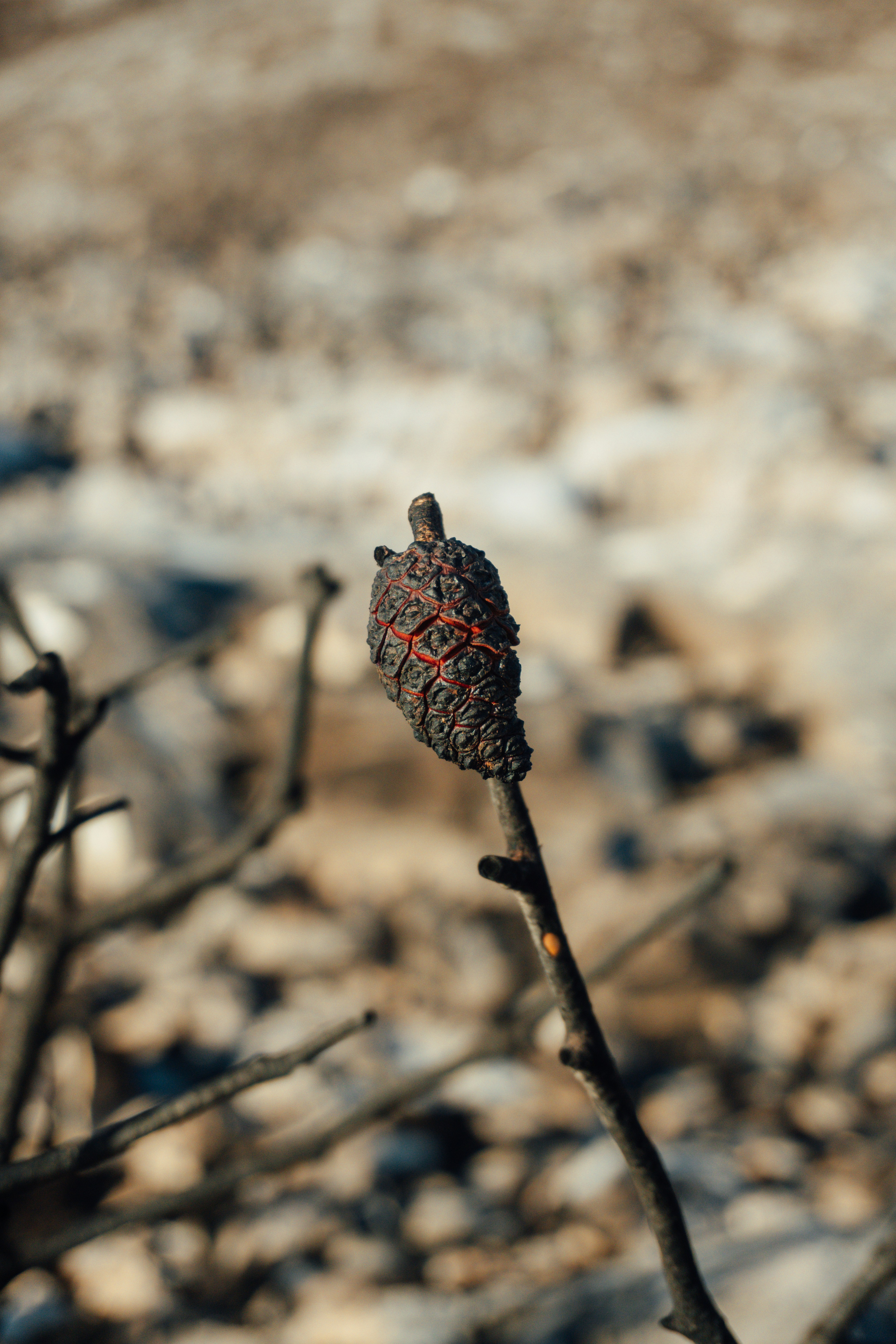 A single burnt pinecone on a branch.