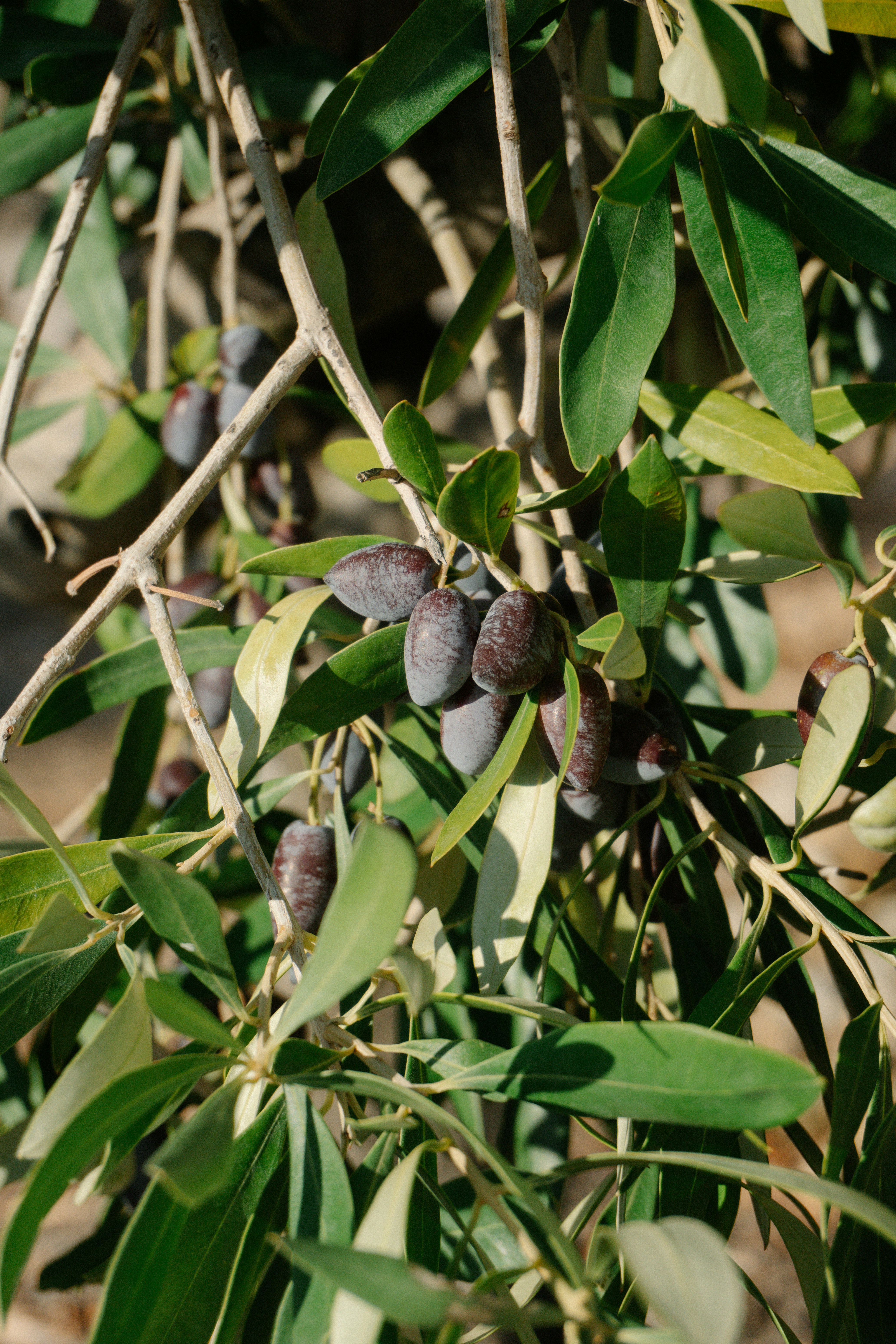 Photo by raymondpetrik