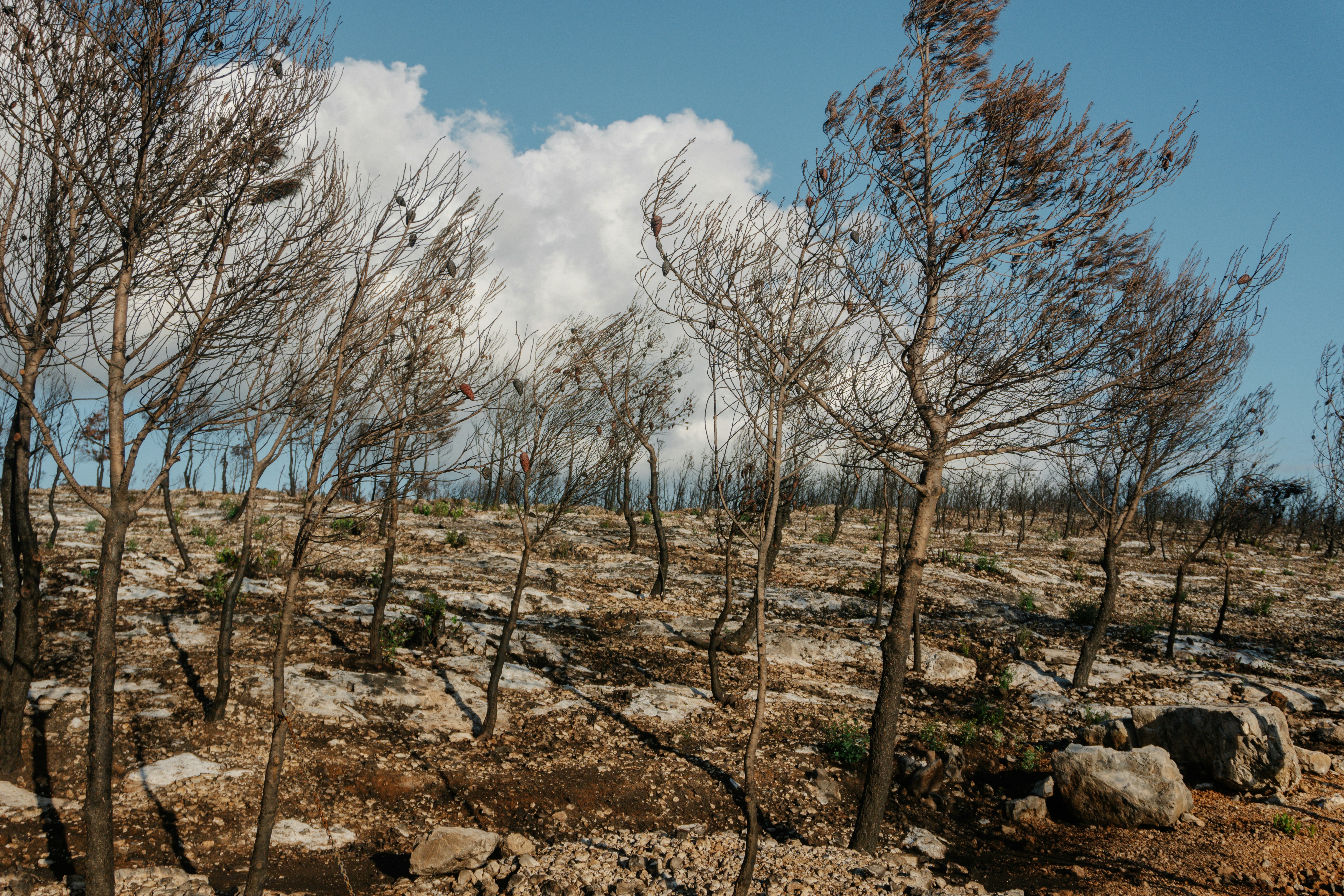 Barren trees on rocky ground under a blue sky.