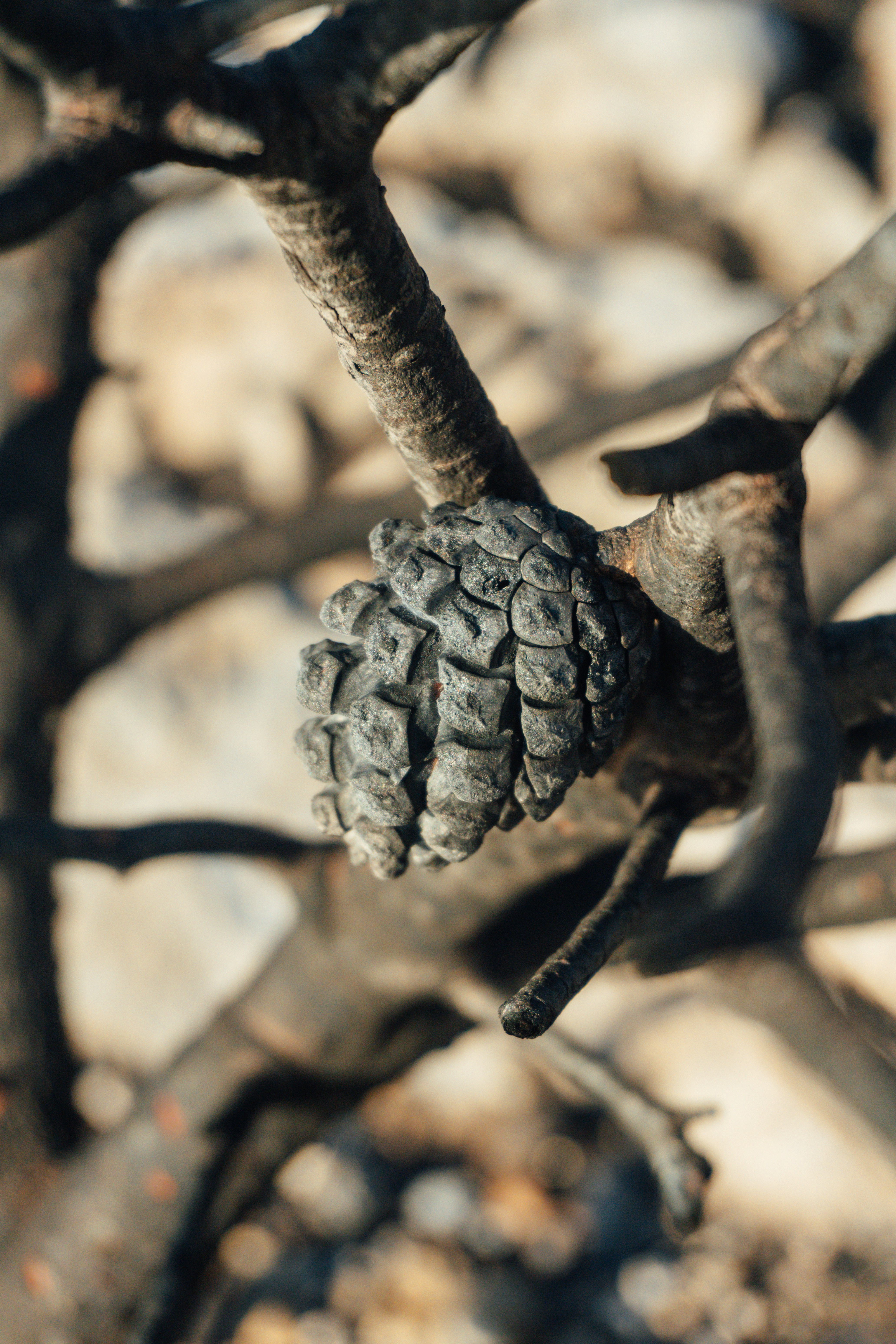 A dry pine cone on a burnt branch