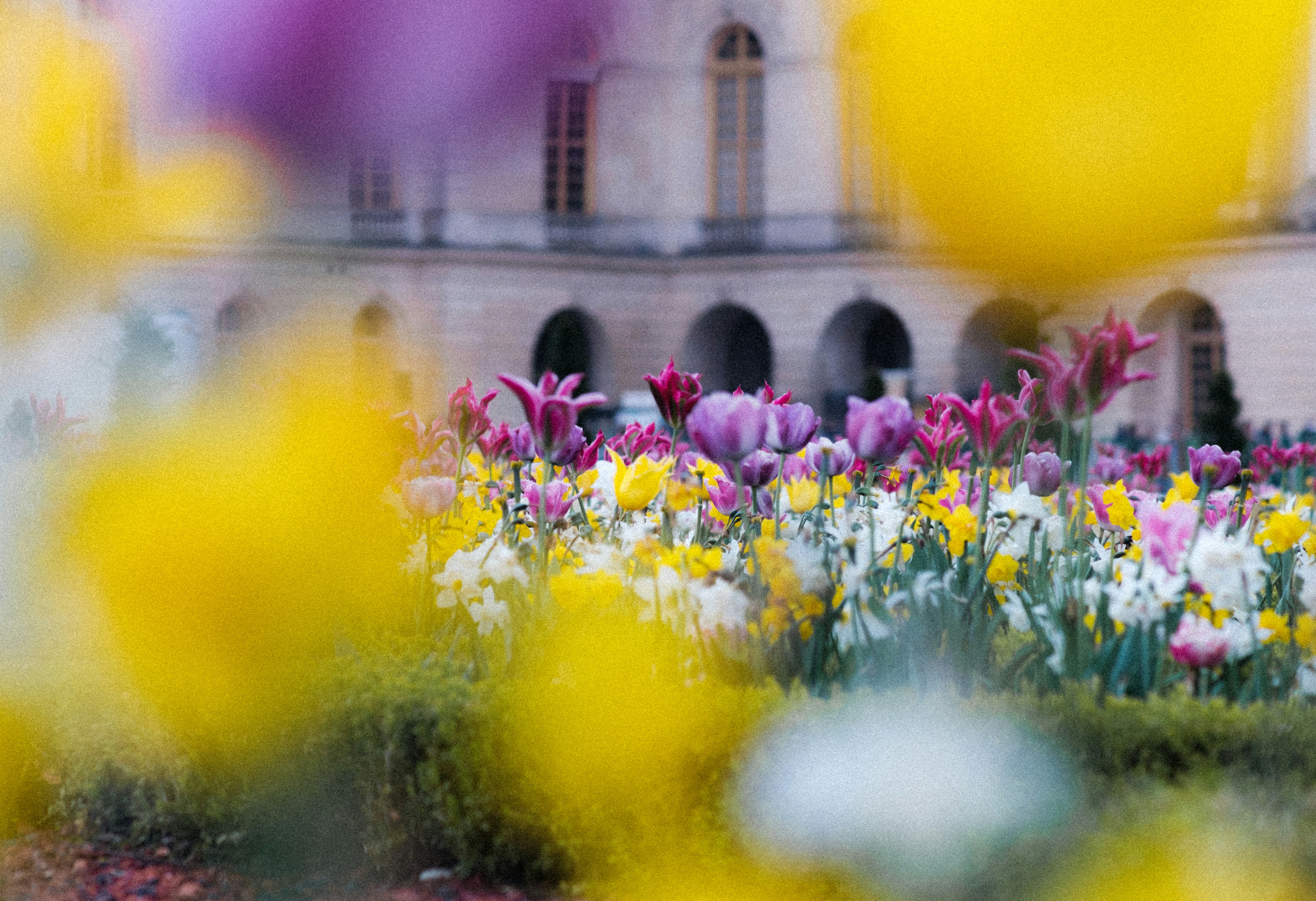 Colorful tulips and daffodils bloom in front of building.