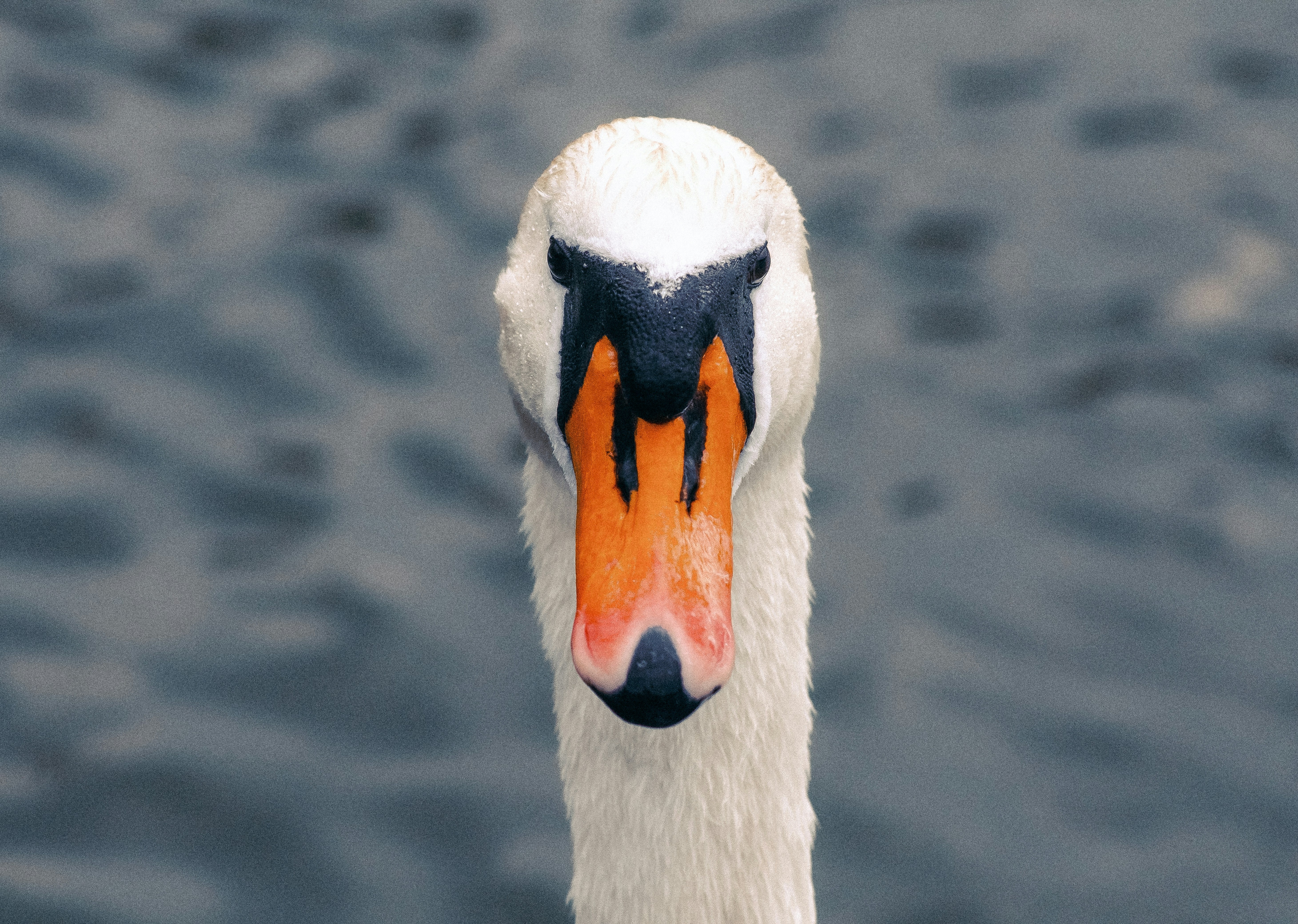 A close-up of a swan's head looking forward.