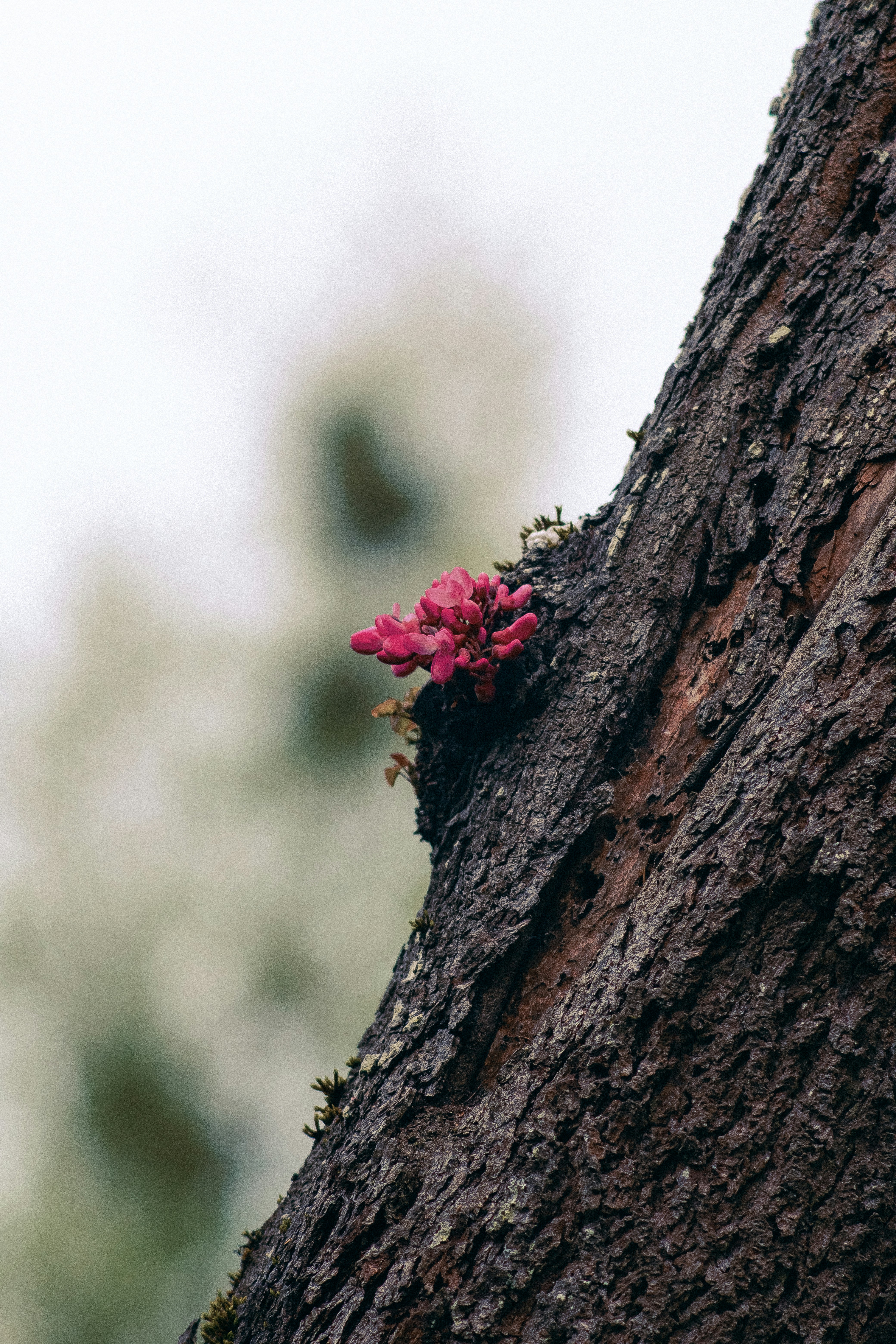 A small pink mushroom grows on a tree trunk.