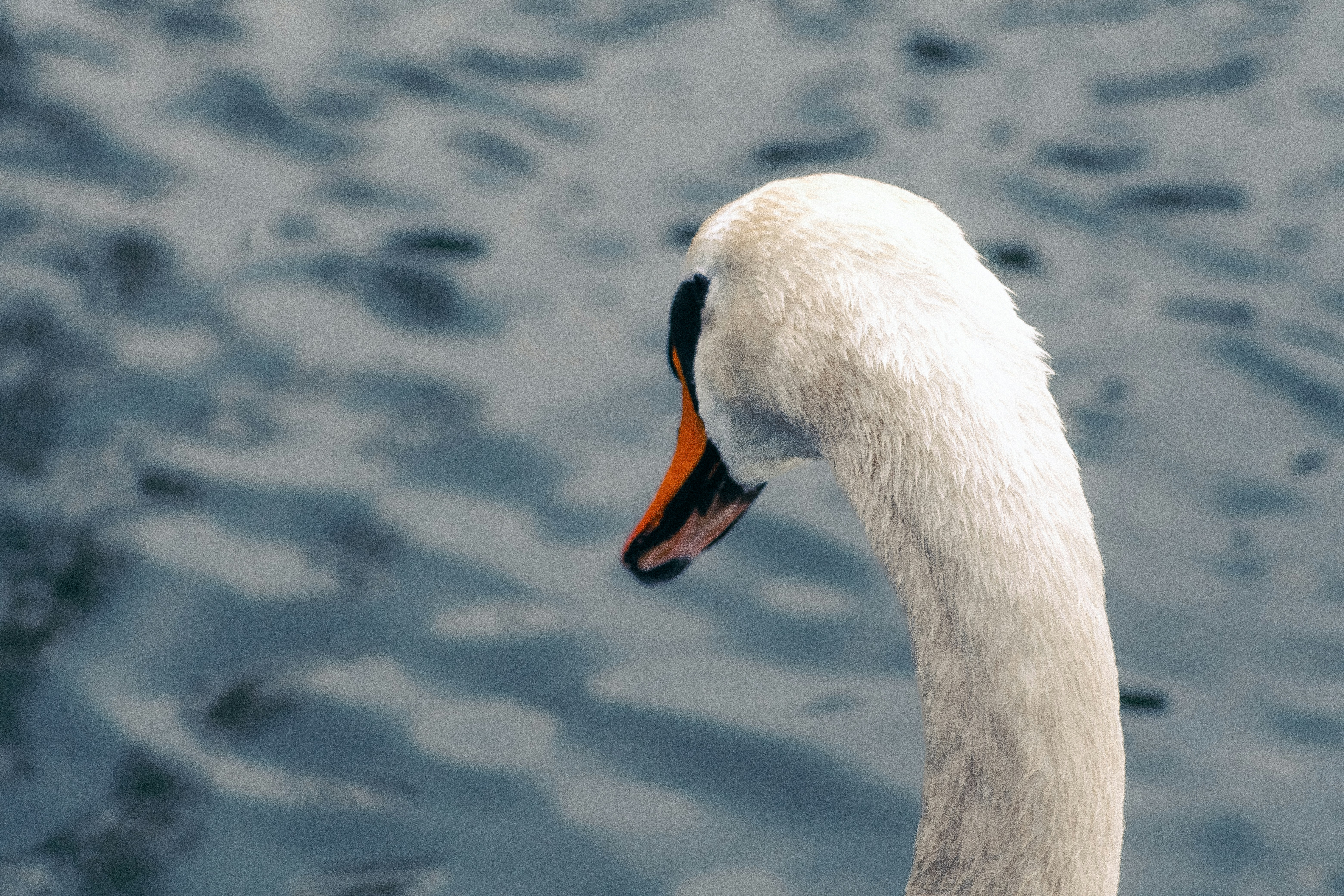 A white swan with an orange beak on water