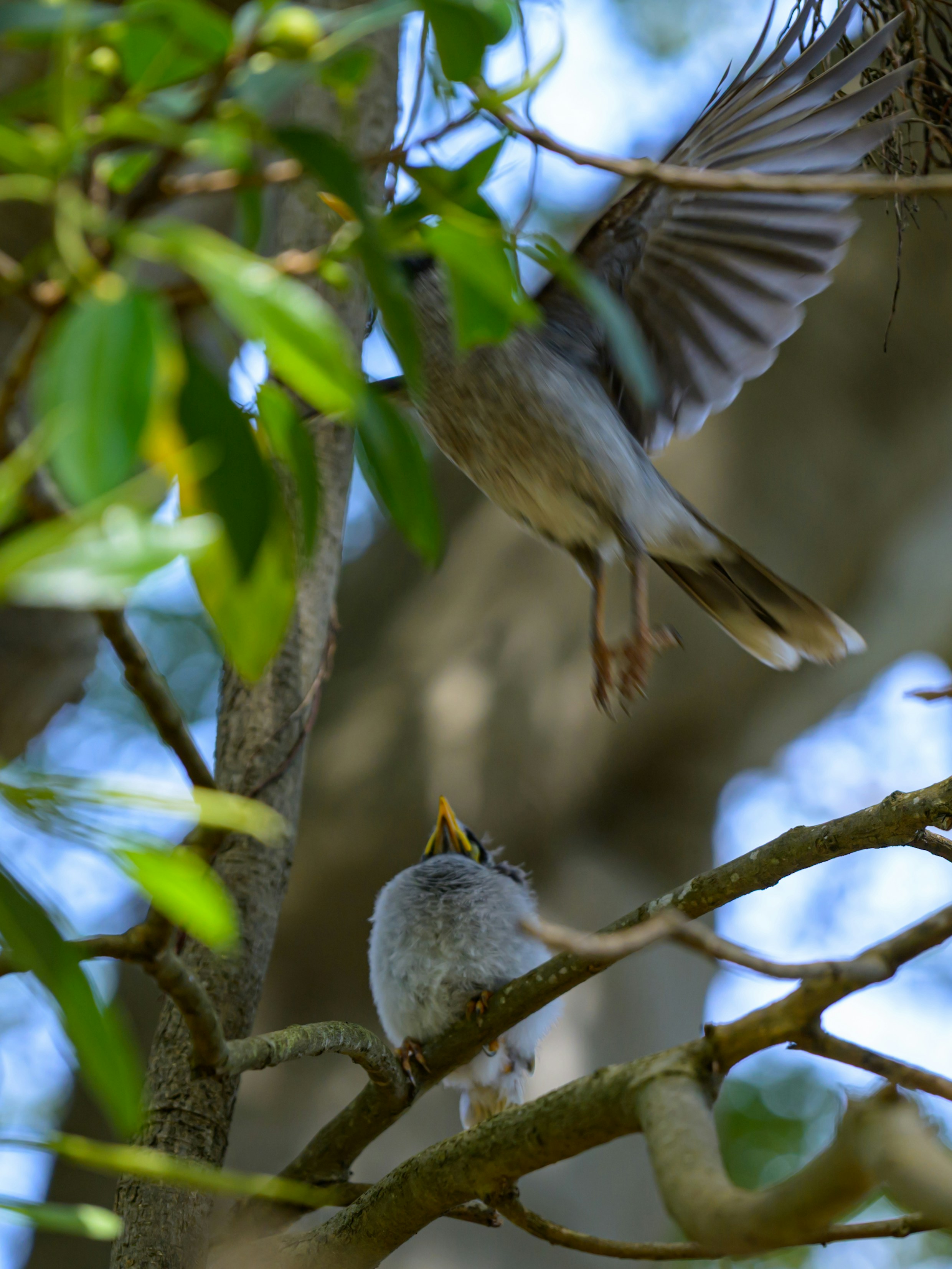 Bird feeding its young in a tree