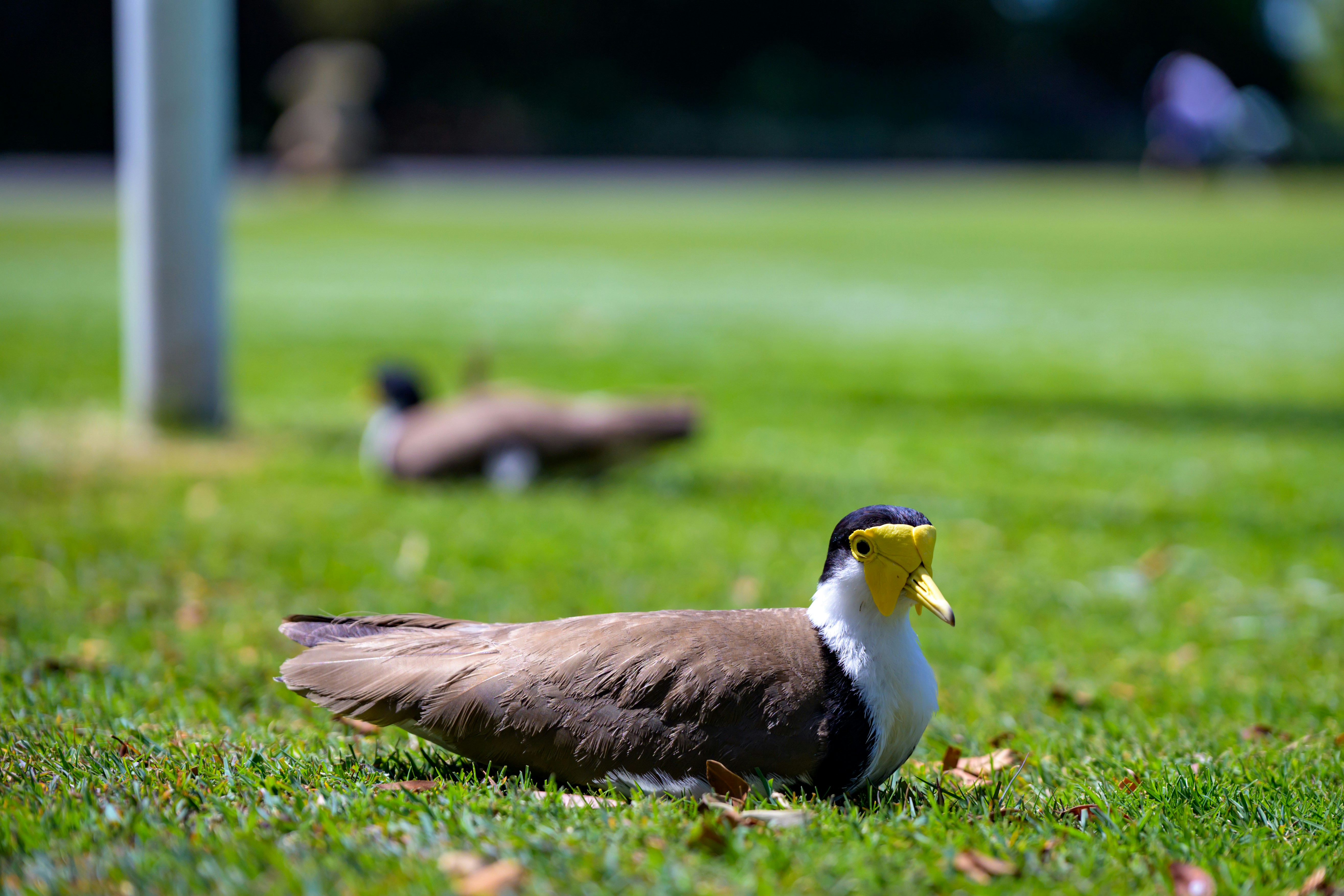 Two masked lapwings resting on green grass