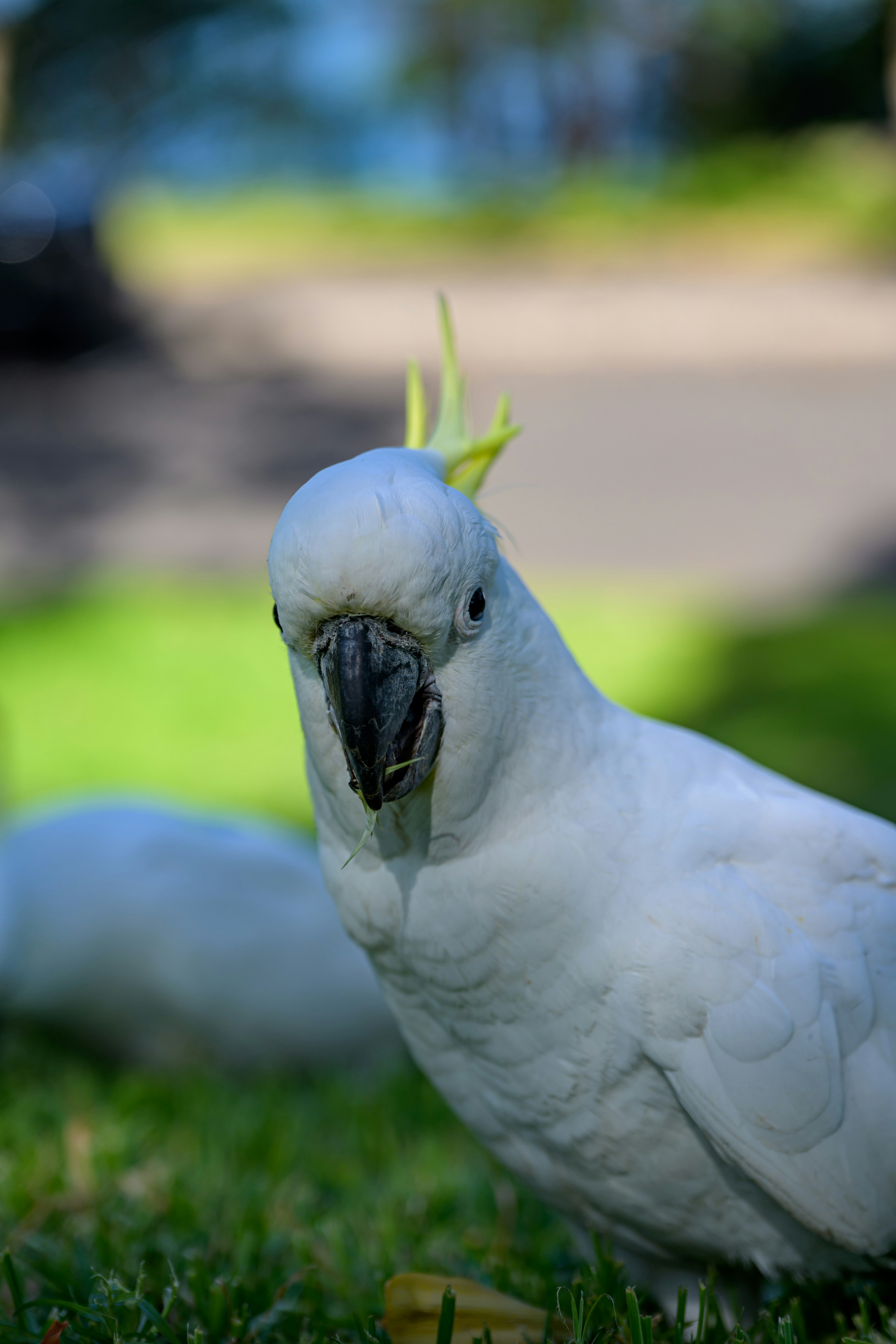 A white cockatoo with yellow crest on grass