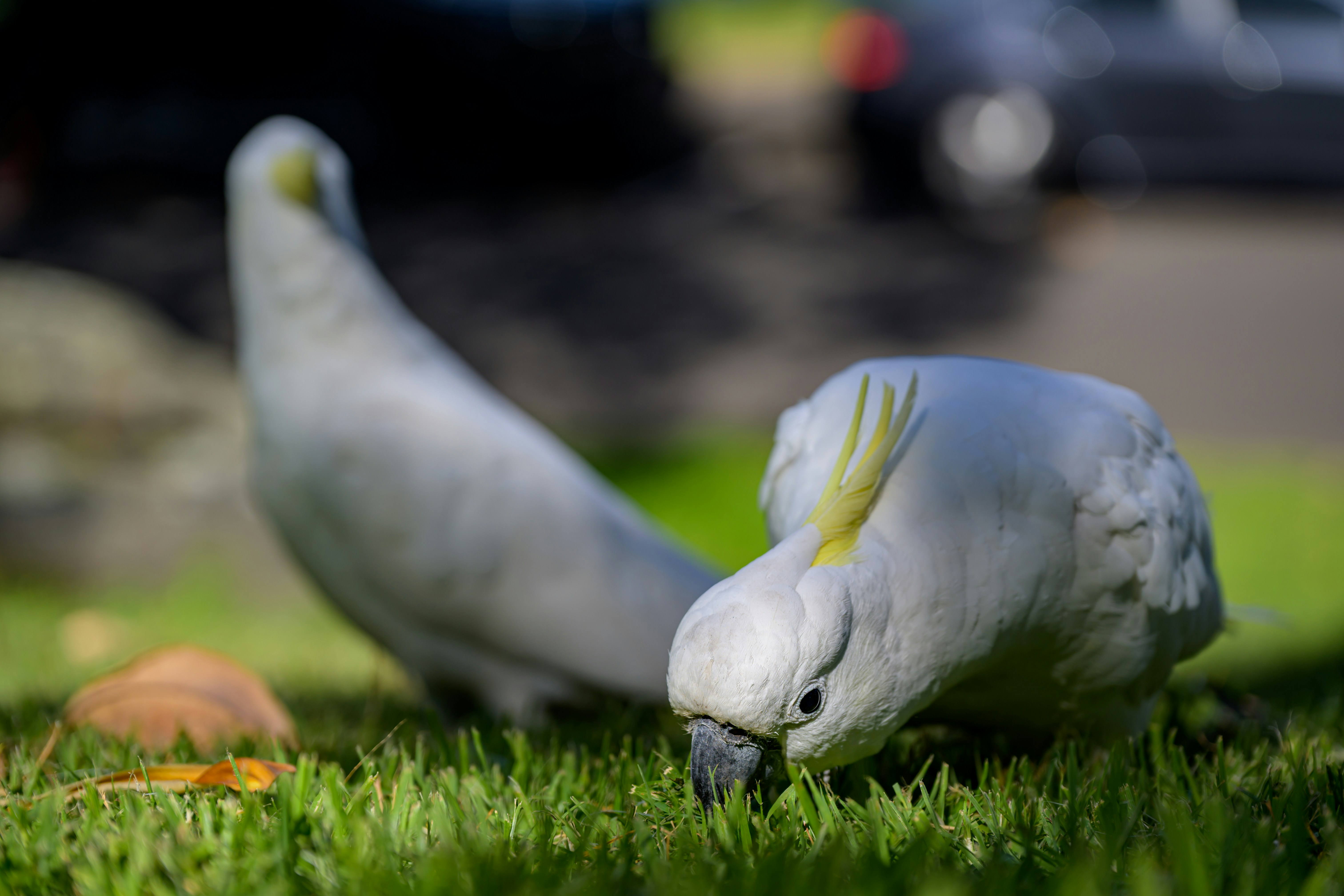Two cockatoos foraging on green grass.