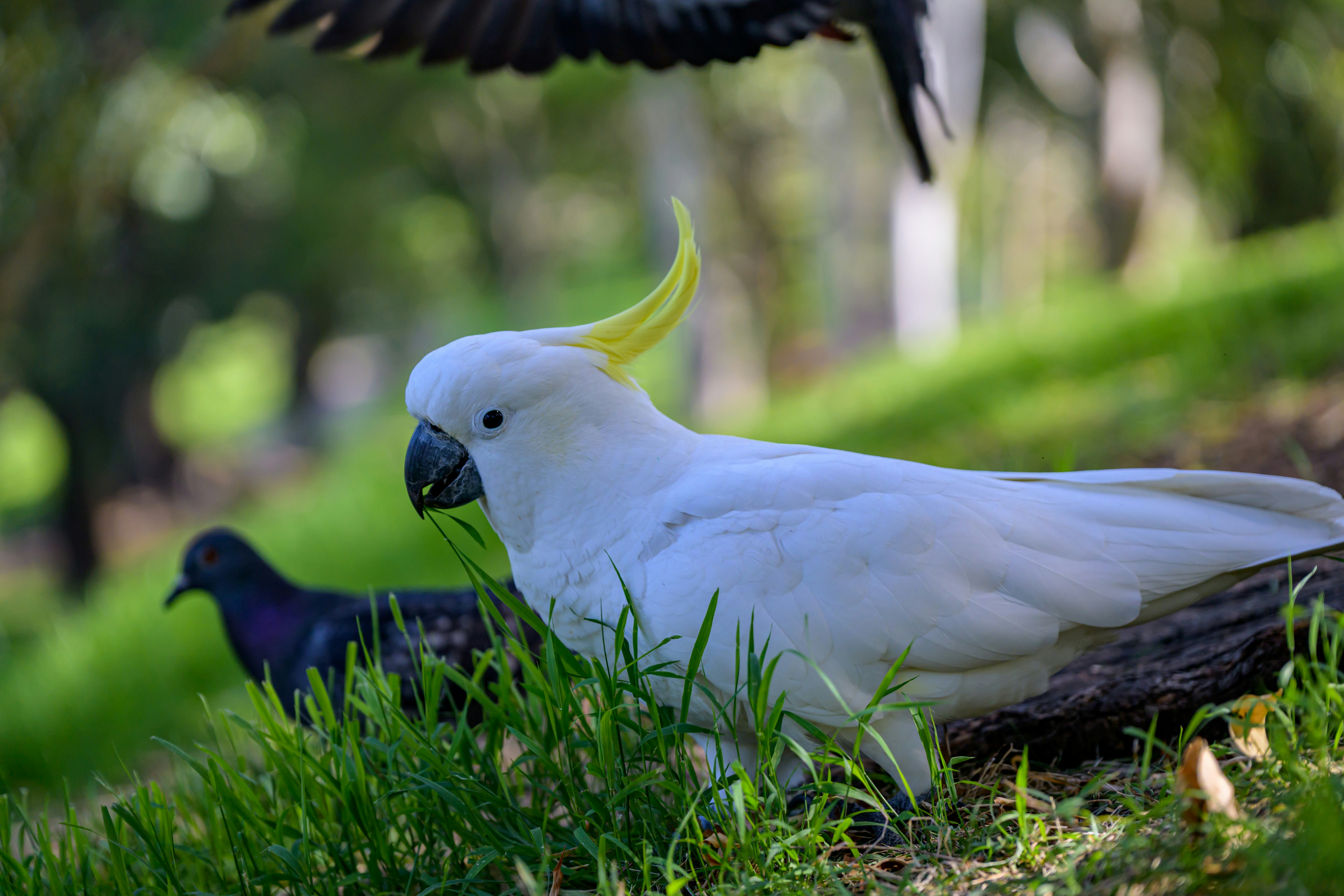 White cockatoo with yellow crest on grassy ground