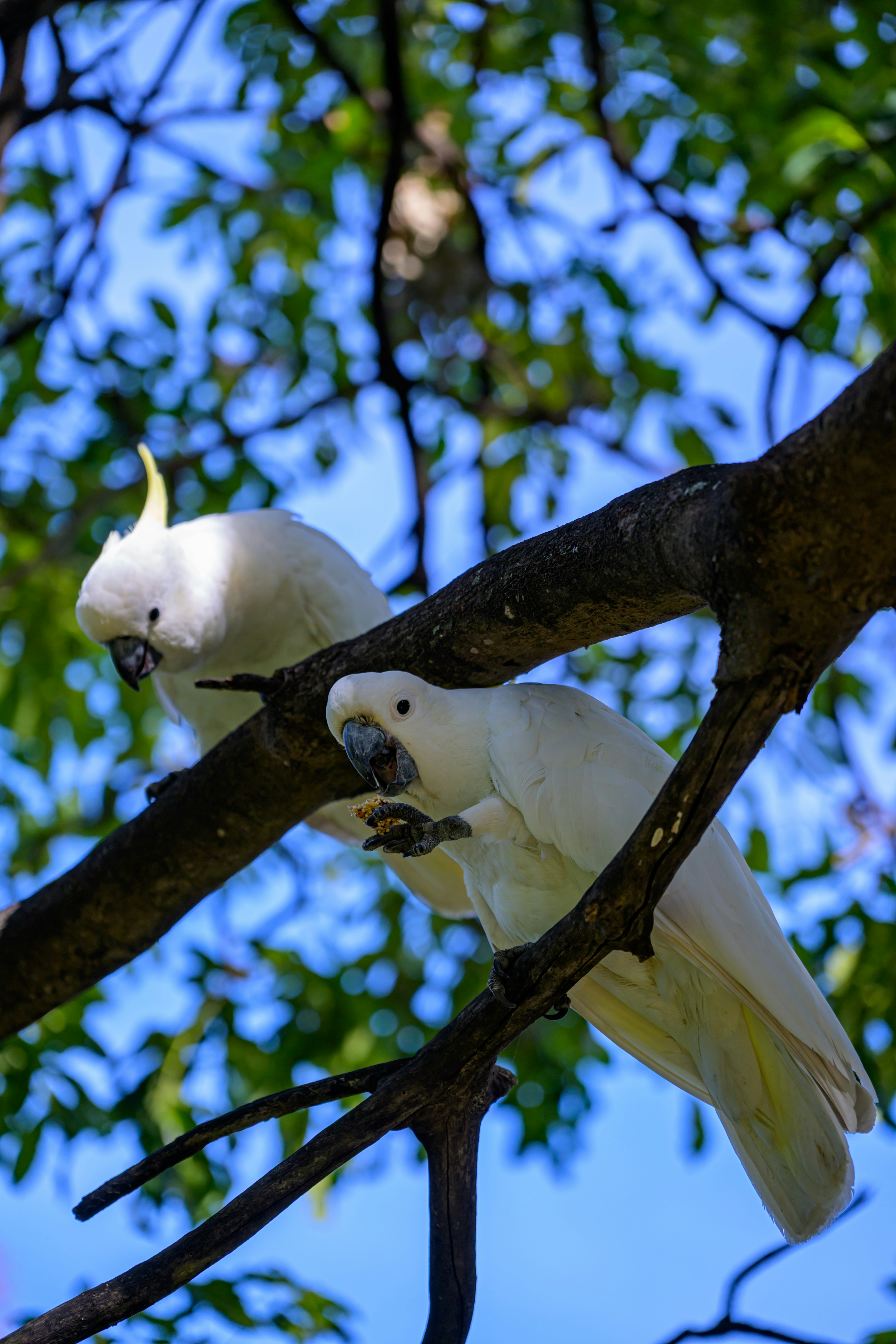 Two white cockatoos perched on a tree branch.