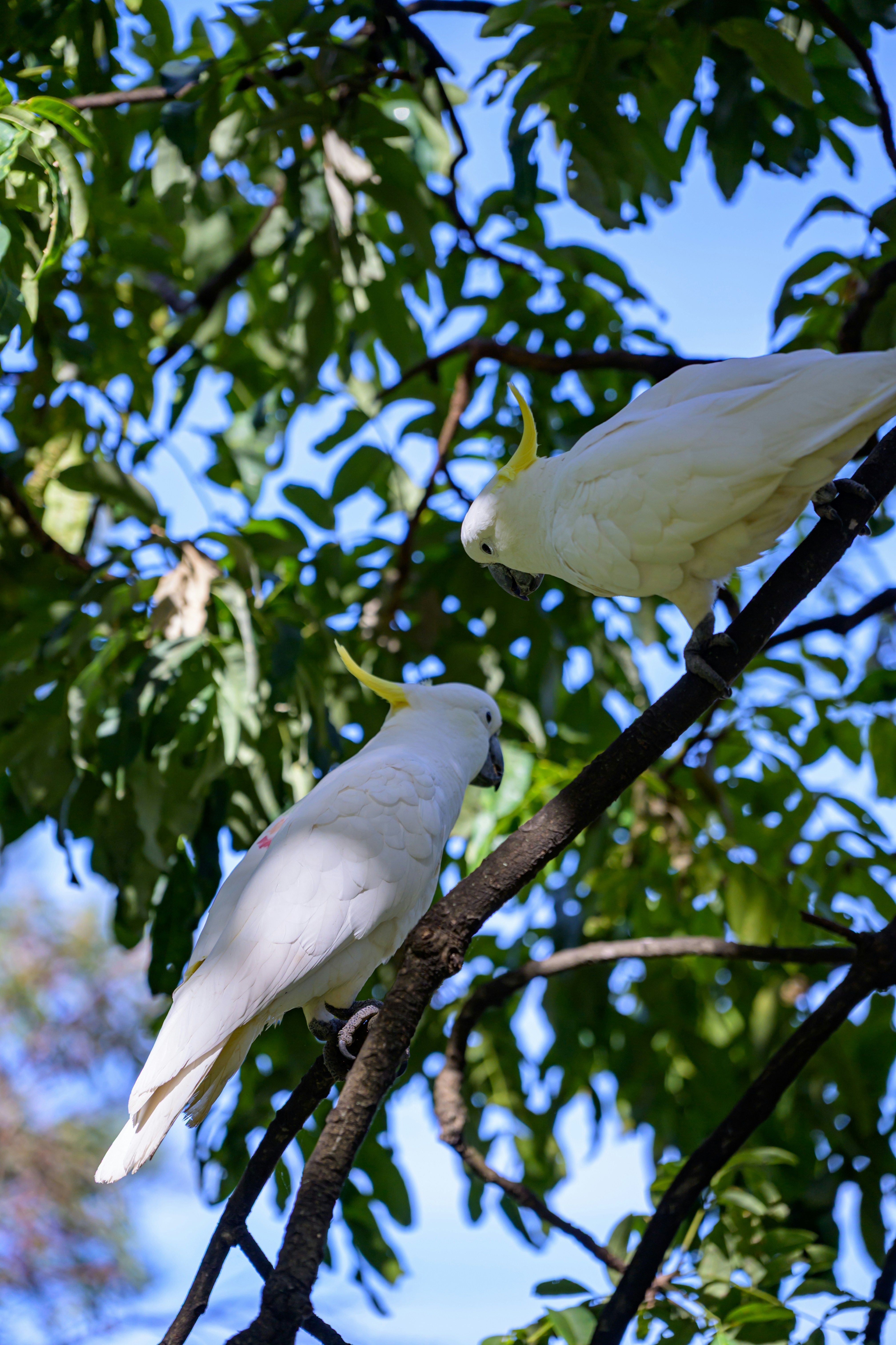 Two white cockatoos perched on tree branches.