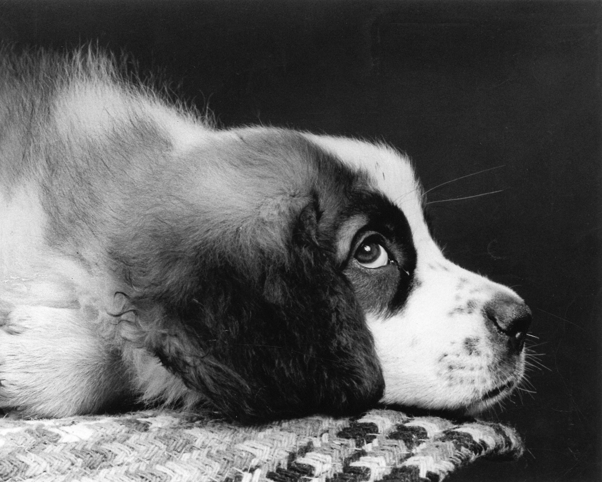 A close-up of a st. bernard puppy lying down.