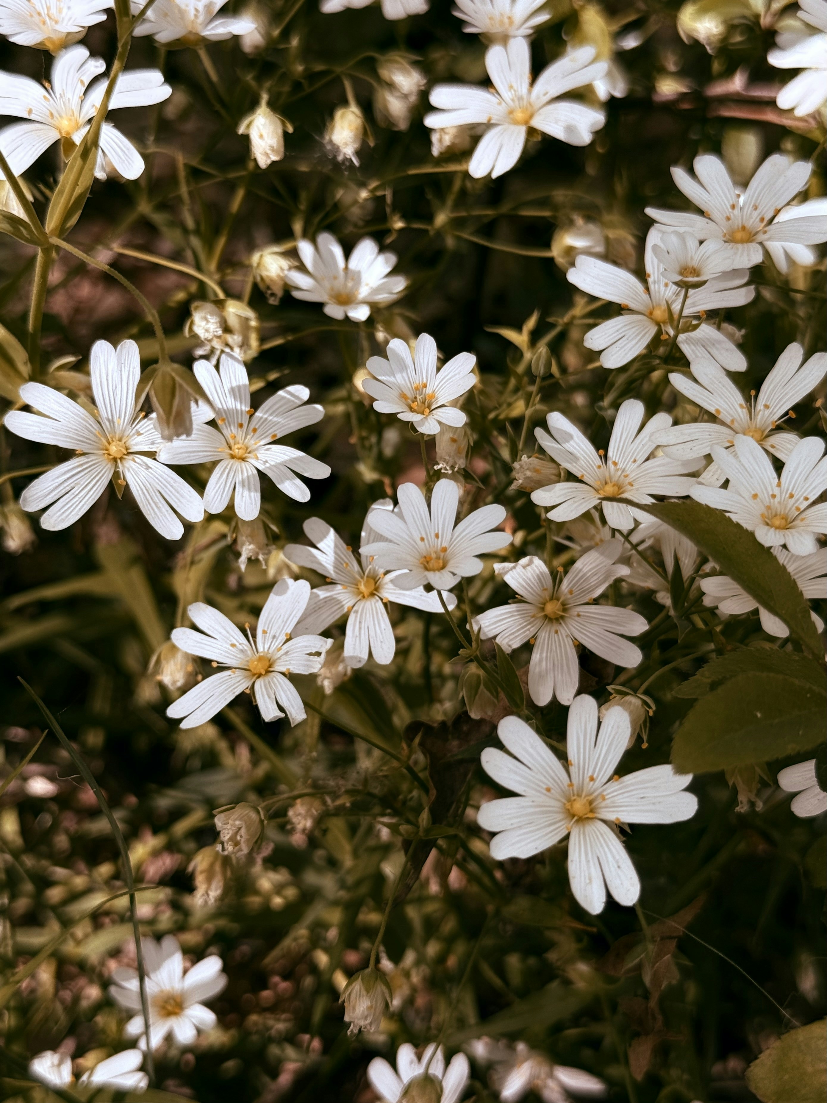 Photo by neoleephoto