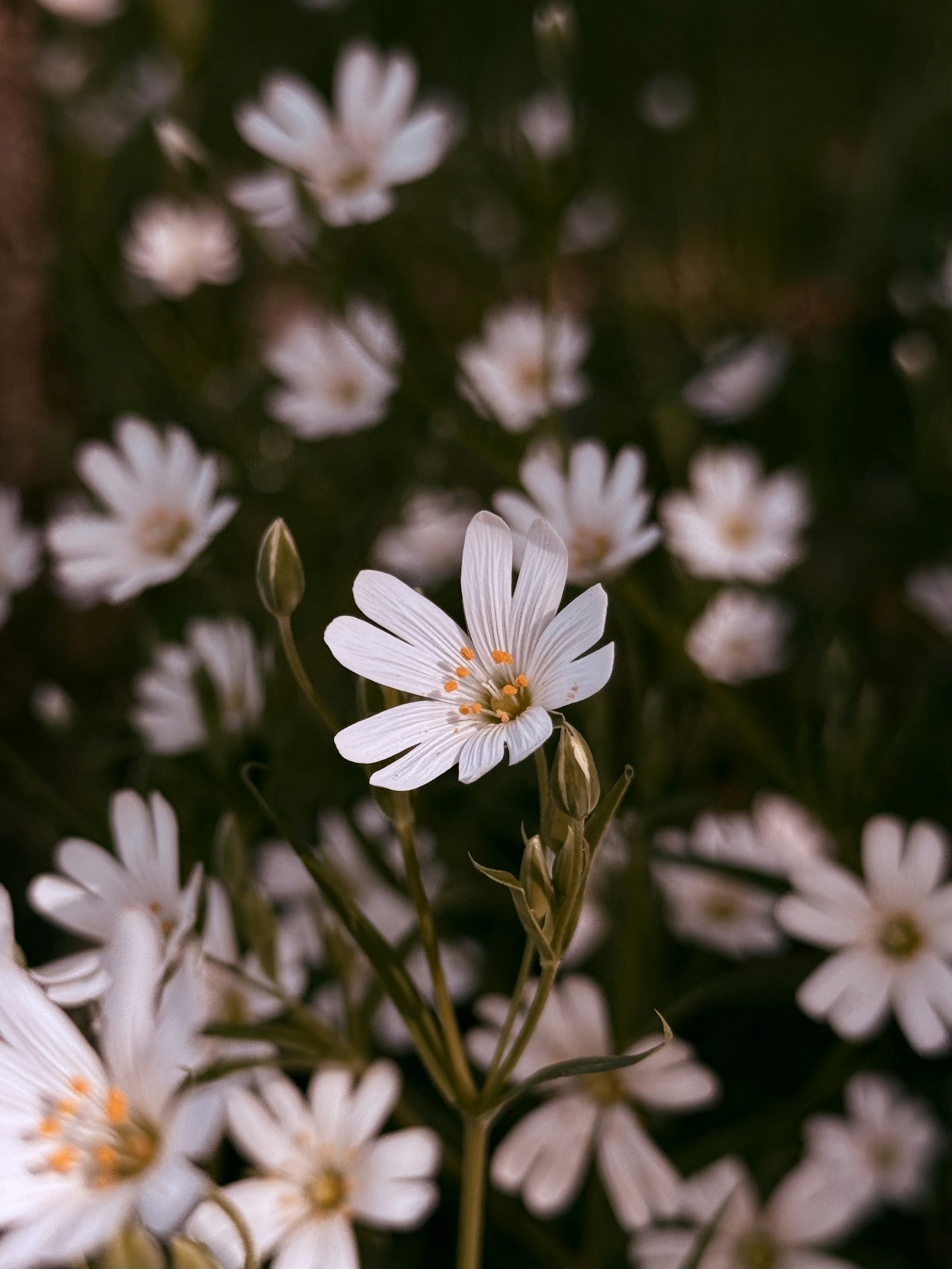 Photo by neoleephoto