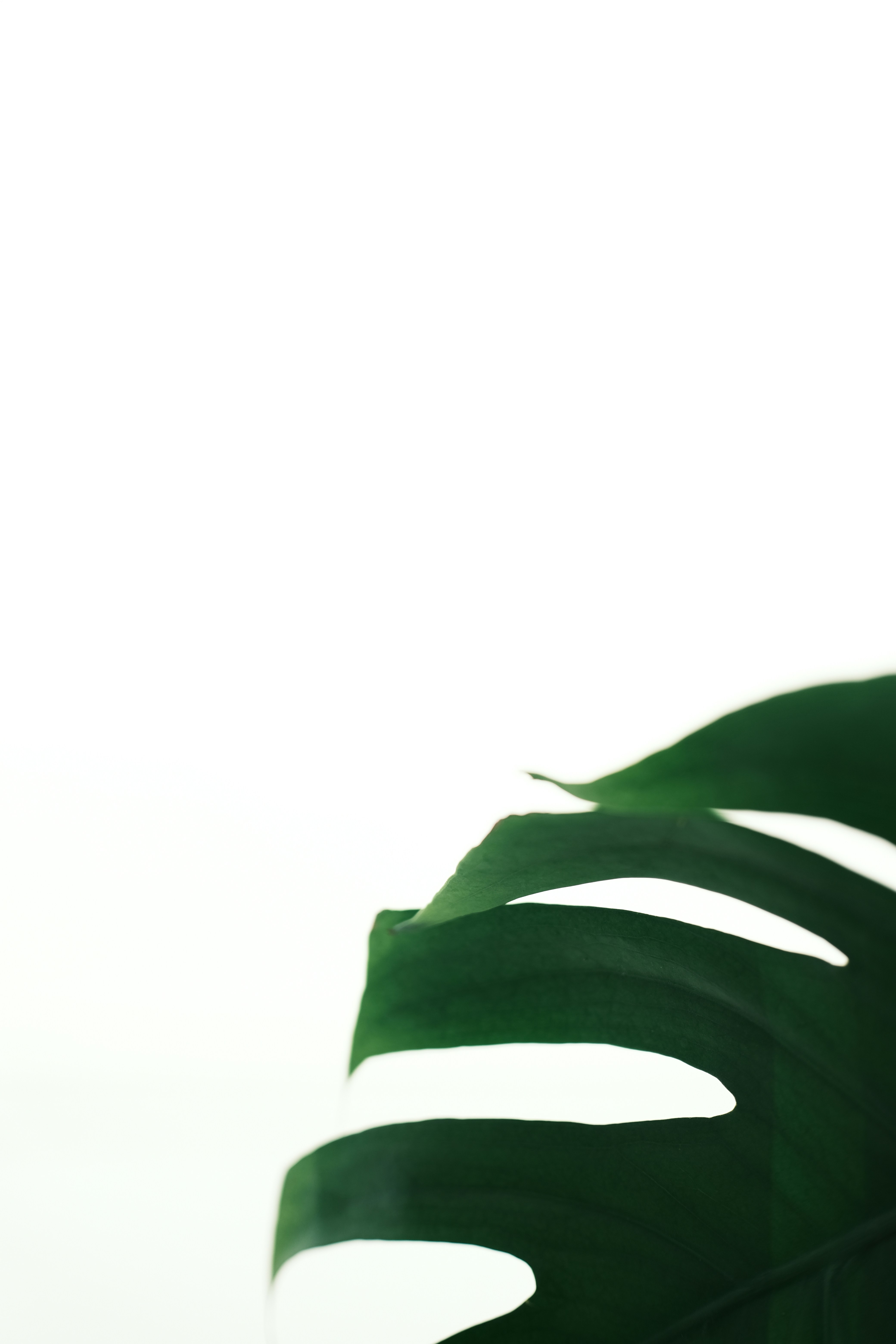 Dunkelgrünes Monstera-Blatt vor weißem Hintergrund