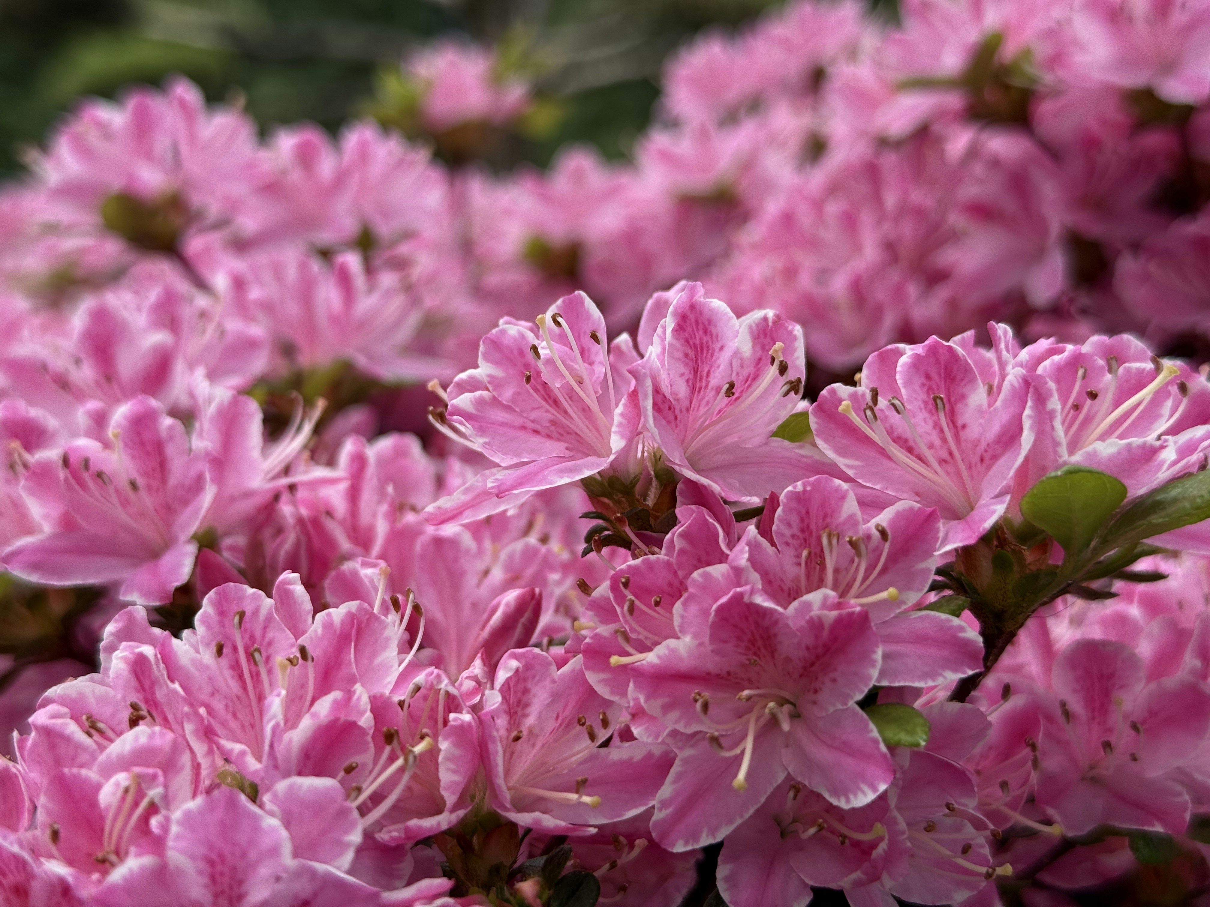 Photo by neoleephoto