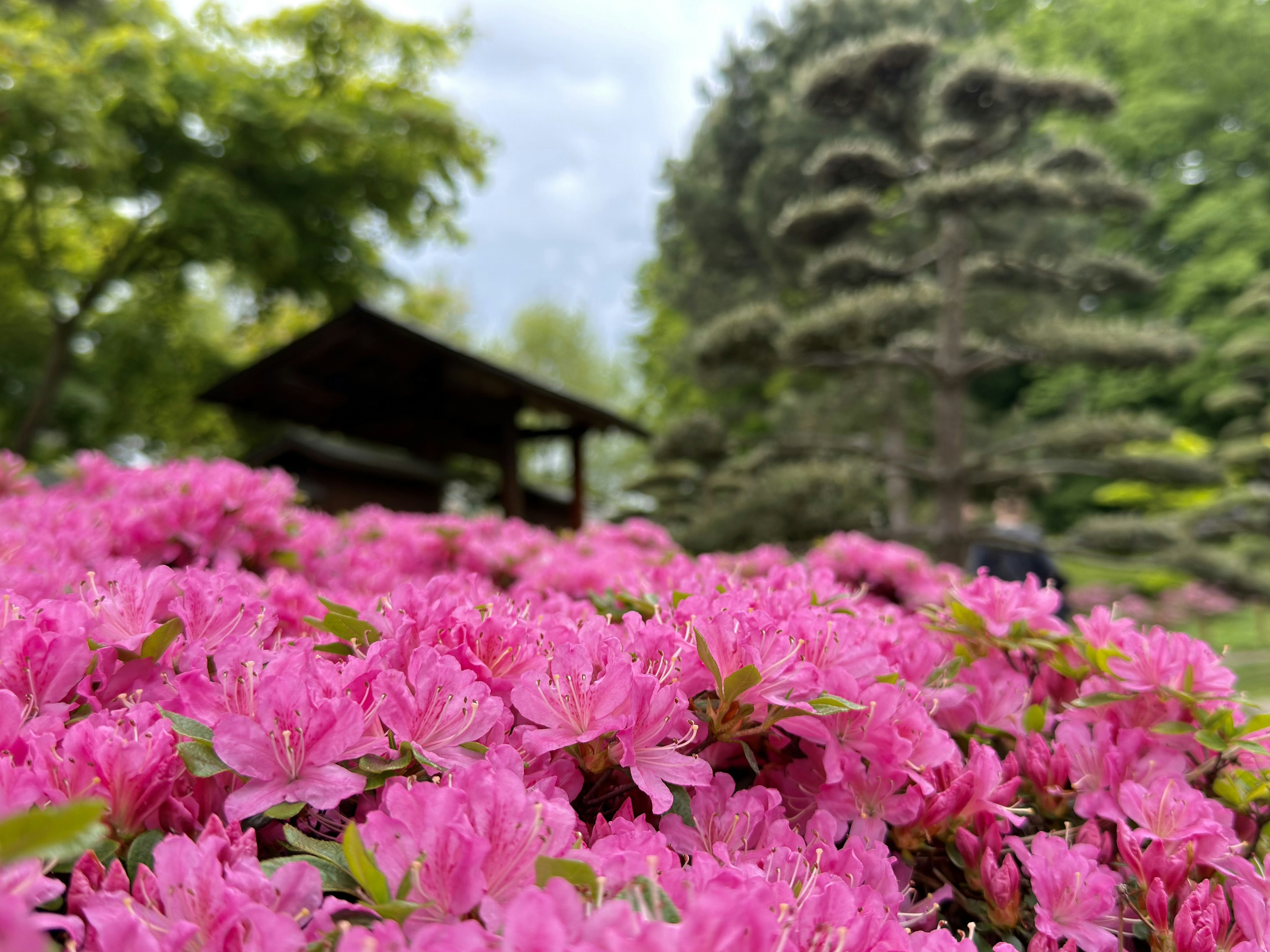 緑豊かな庭園に鮮やかなピンクのツツジが咲き誇ります。