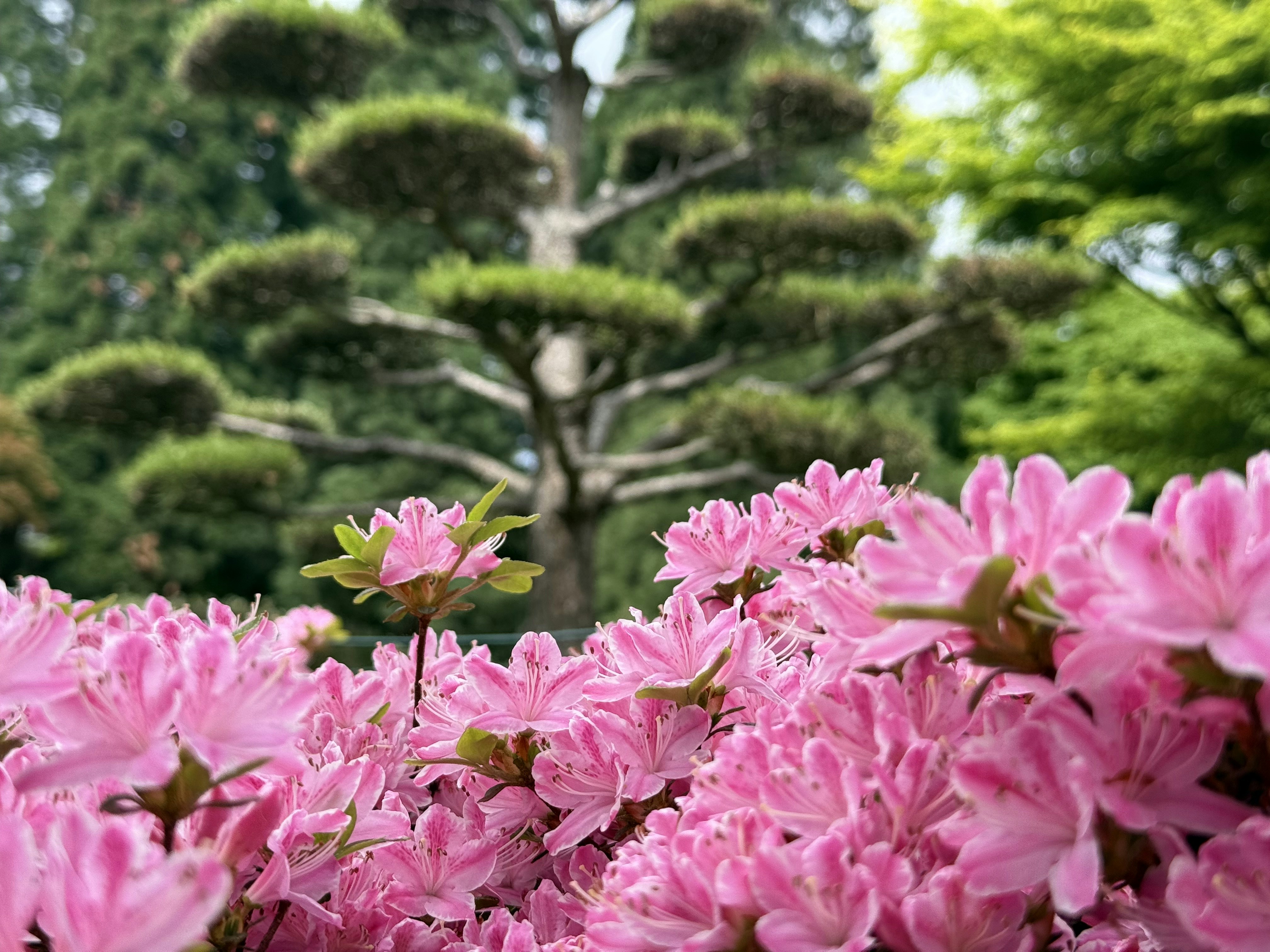 Close-up of pink azalea flowers with a large, sculpted tree in the background.