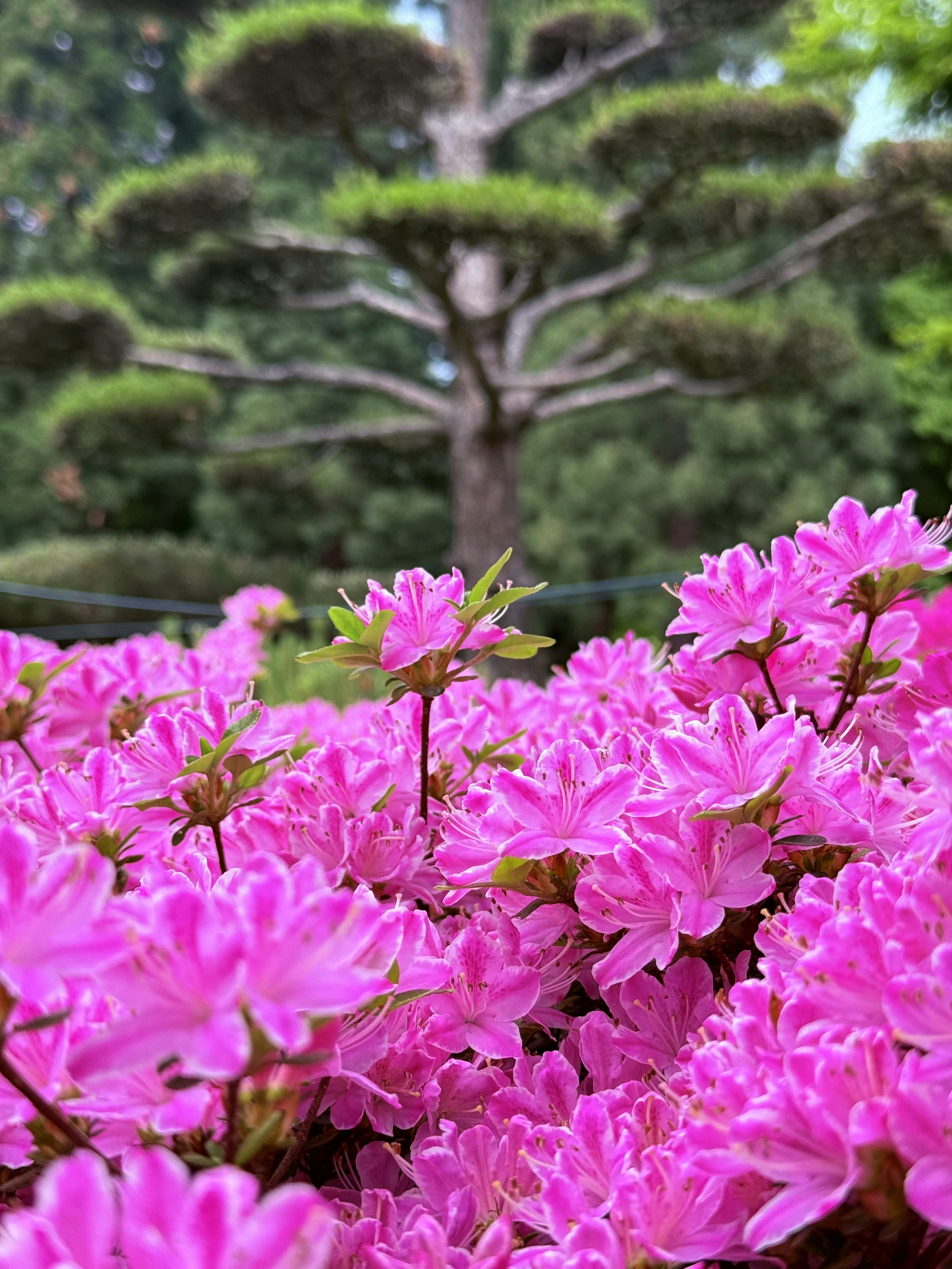 手入れの行き届いた木の前にピンクのツツジが咲いています。