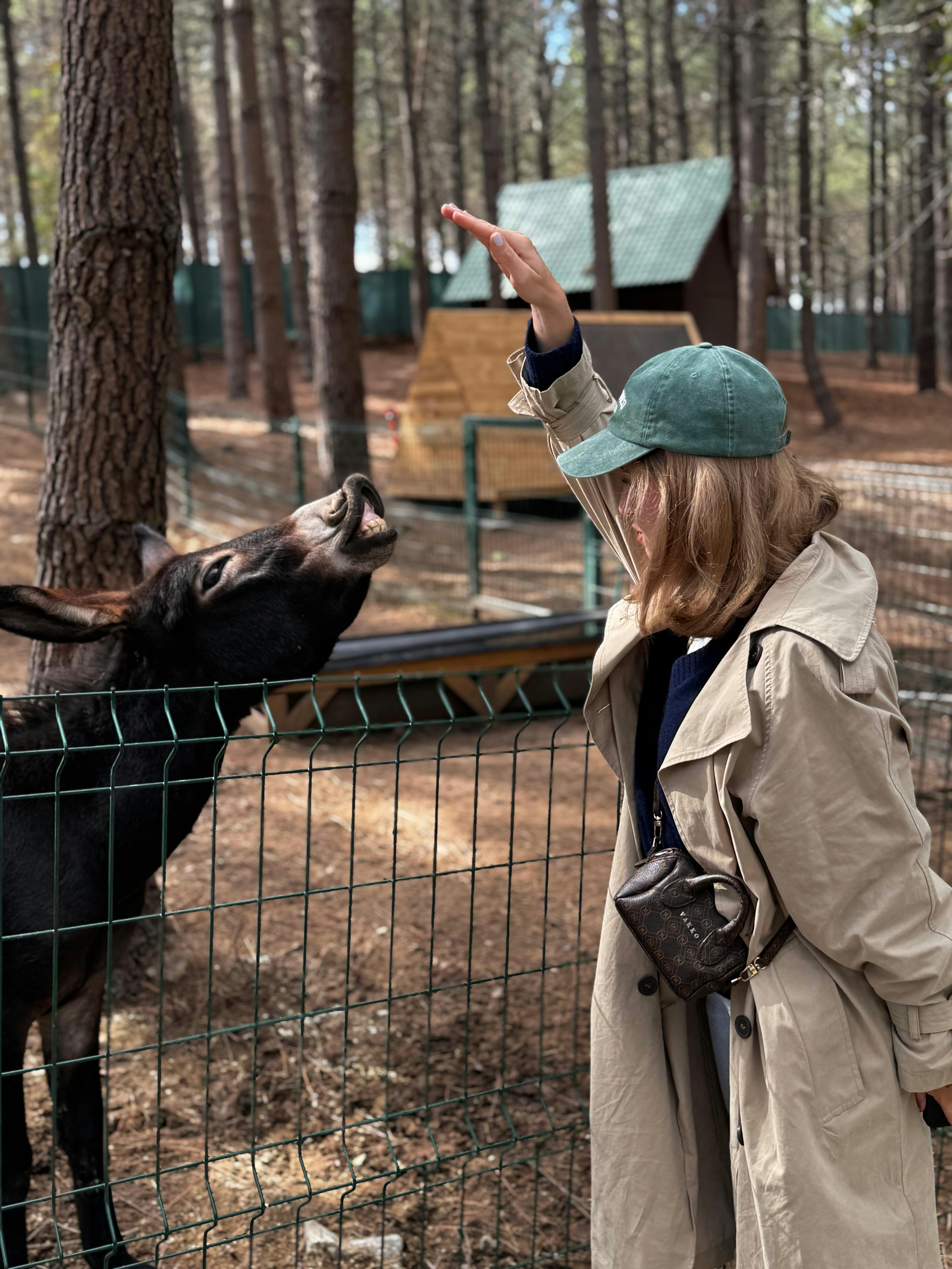 Woman feeding a donkey at a farm