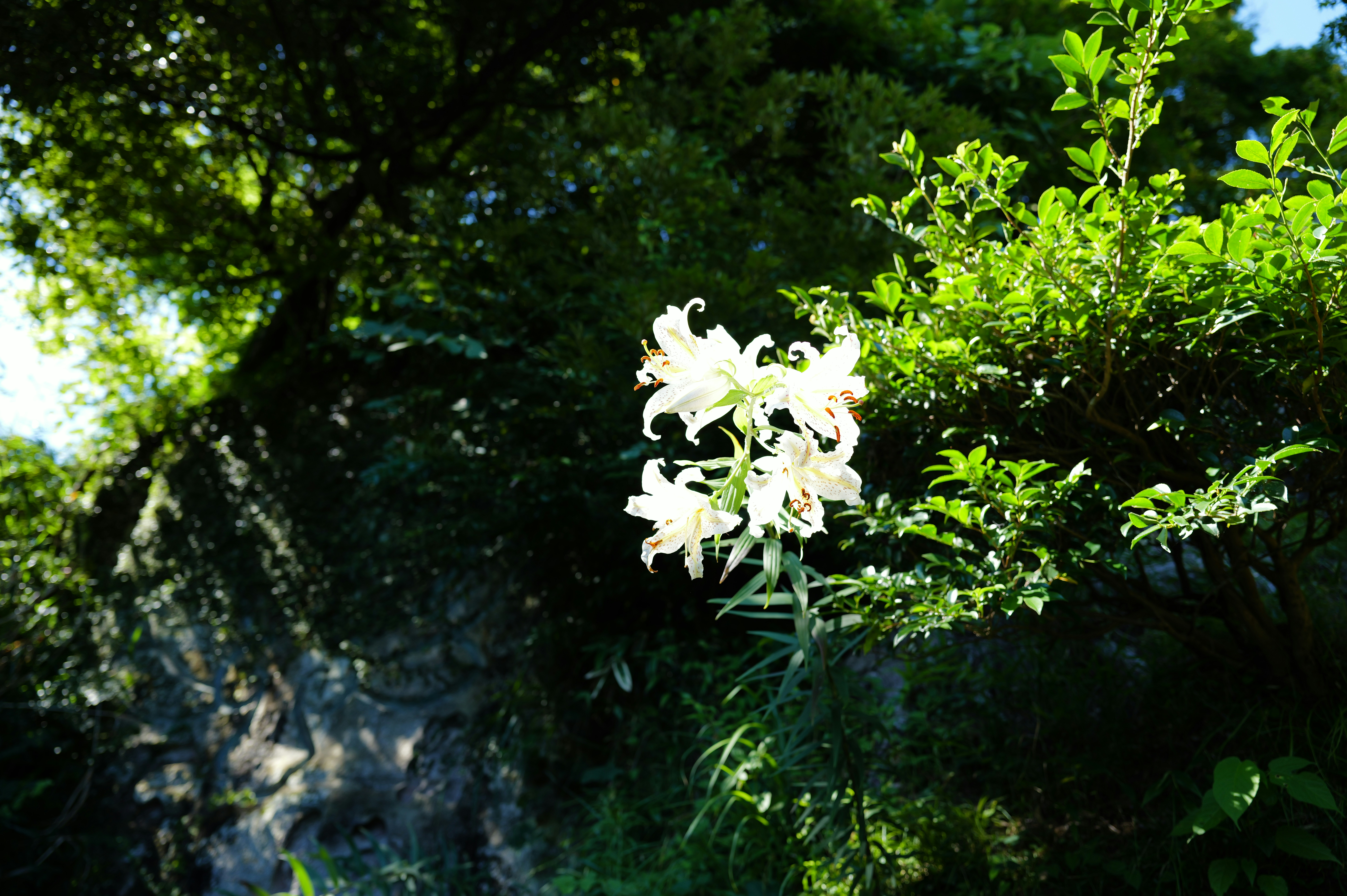 White lilies bloom against lush green foliage