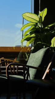 Sunlight illuminates chairs and a potted plant by window.