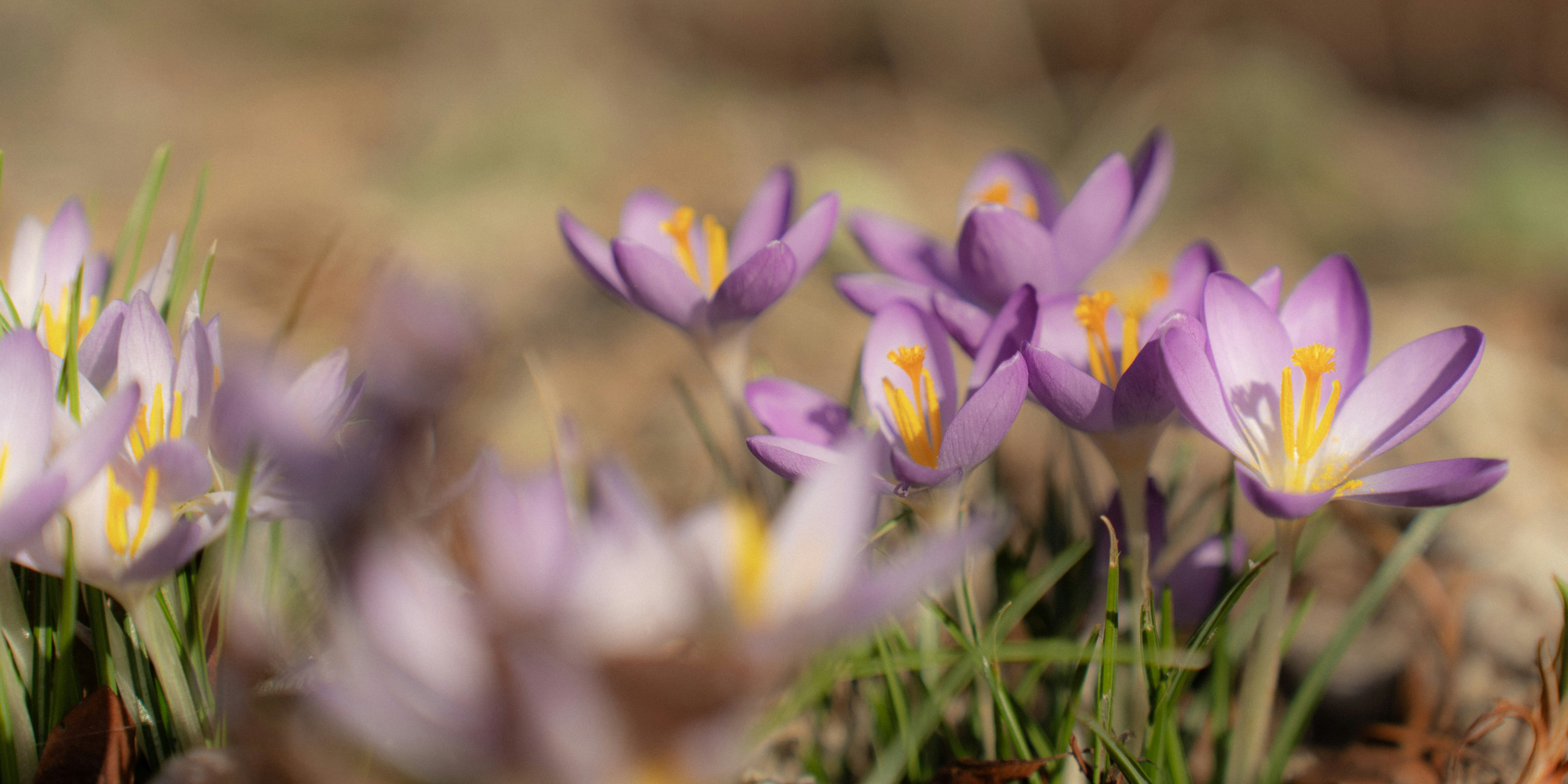 Photo by sorinbasangeac