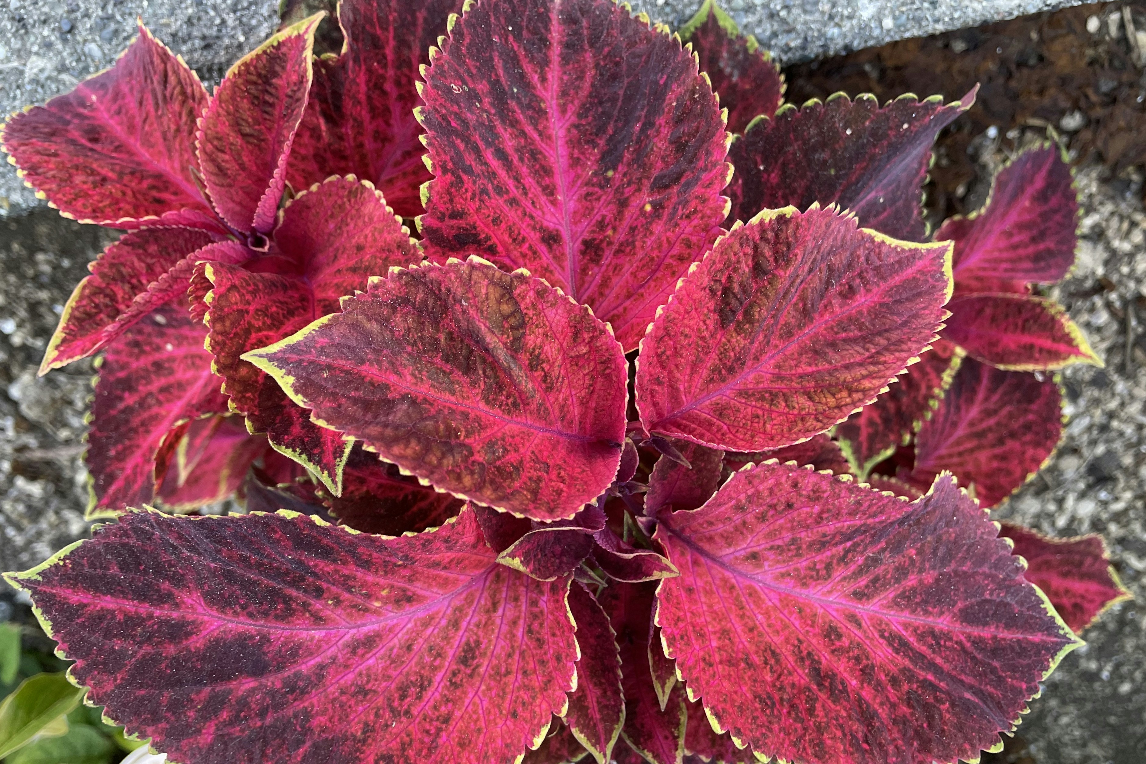 Photo by lafesta6720