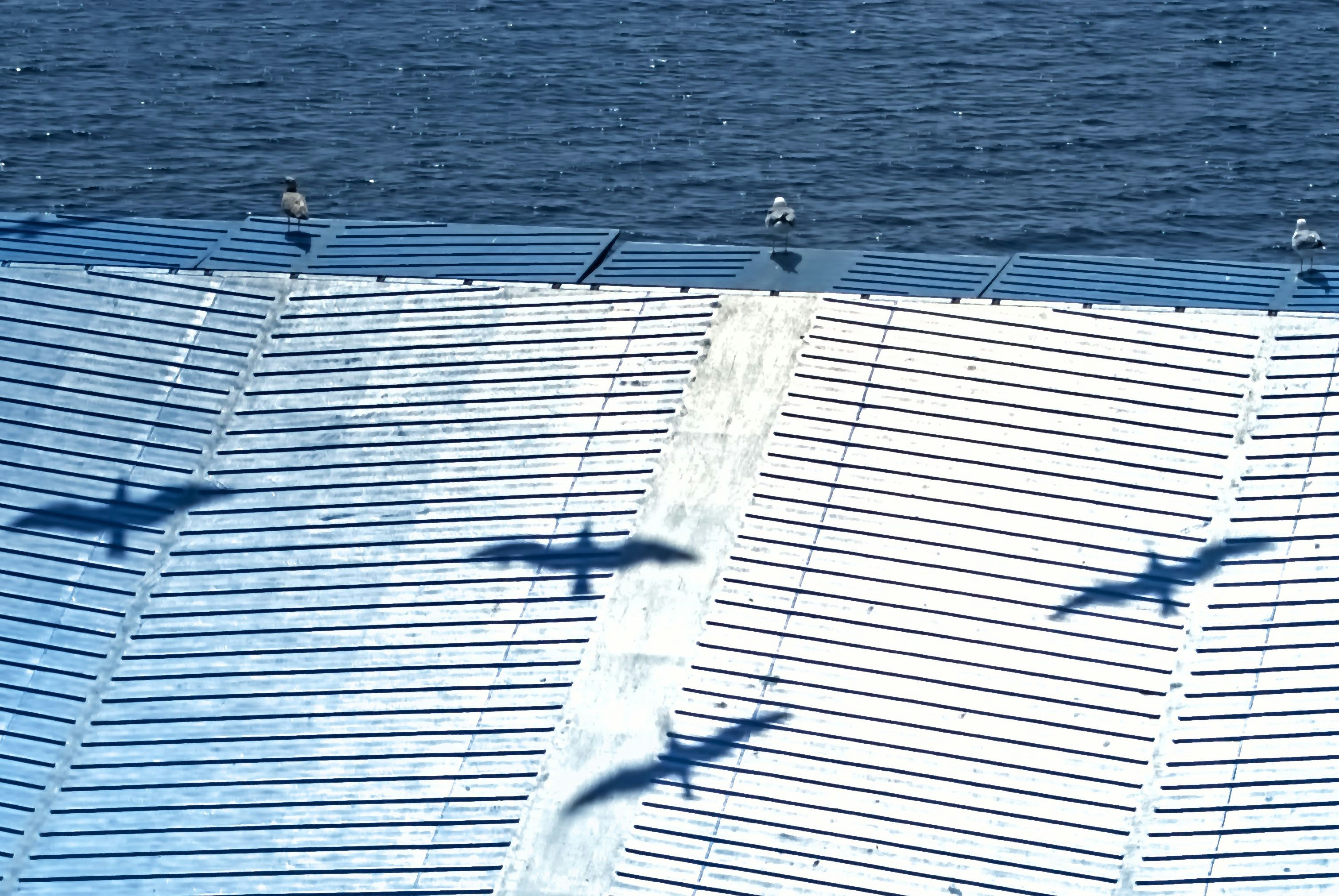 Seagulls casting shadows on a white surface near water.