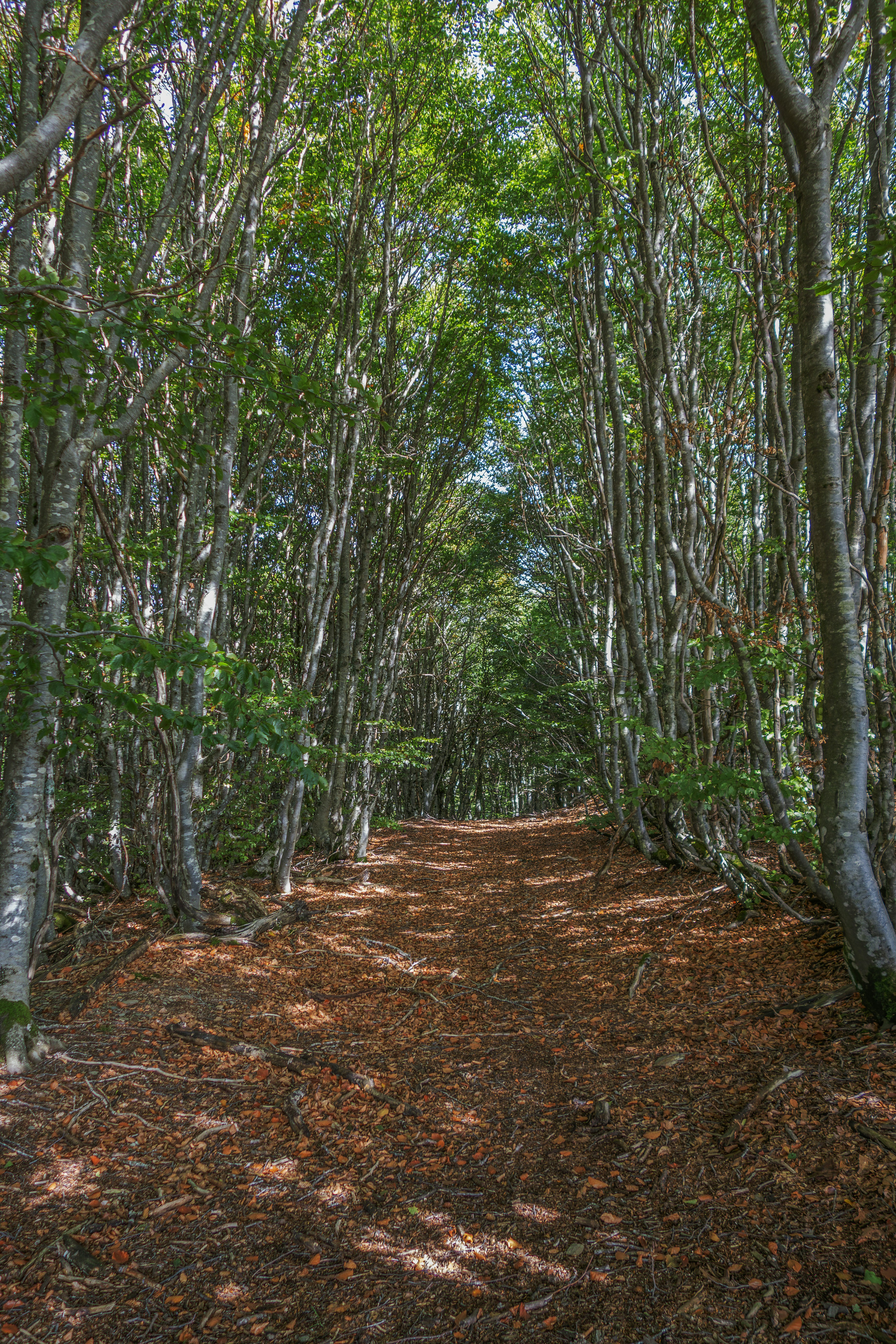 A sun-dappled forest path covered in fallen leaves