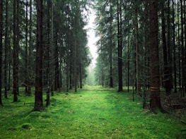A lush green path through a dense forest.