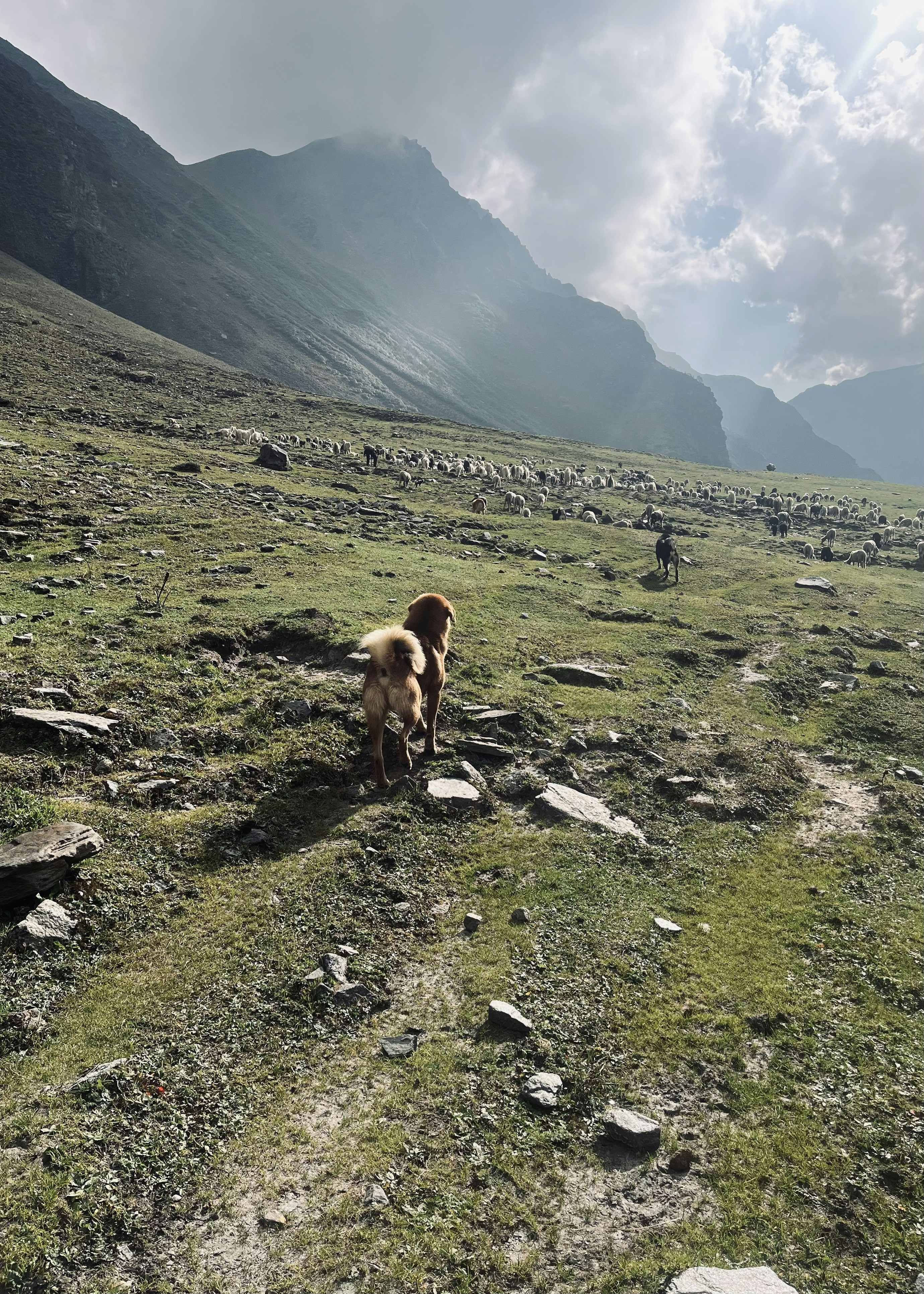 Photo by Vishwasa Navada K