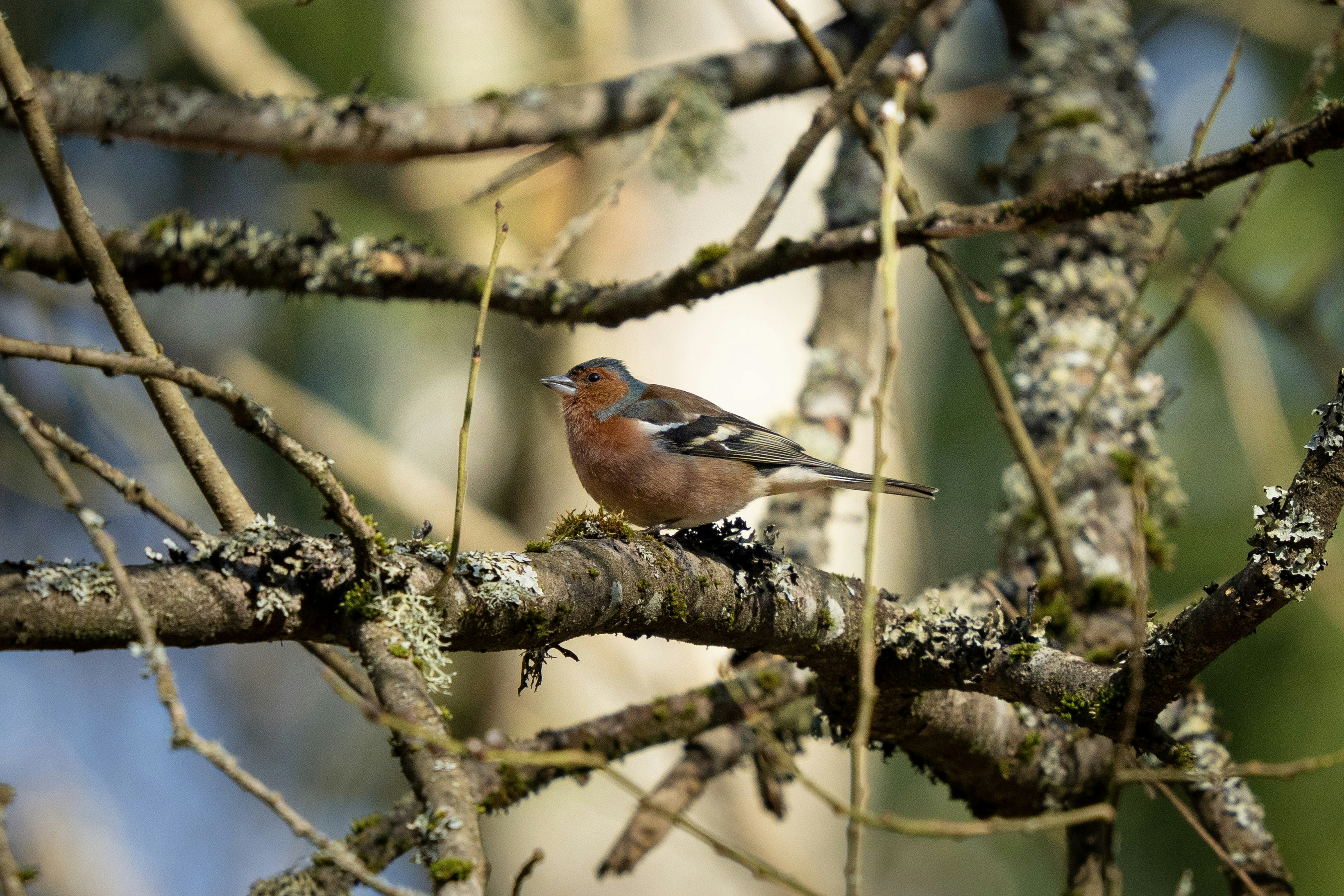 Photo by sorinbasangeac