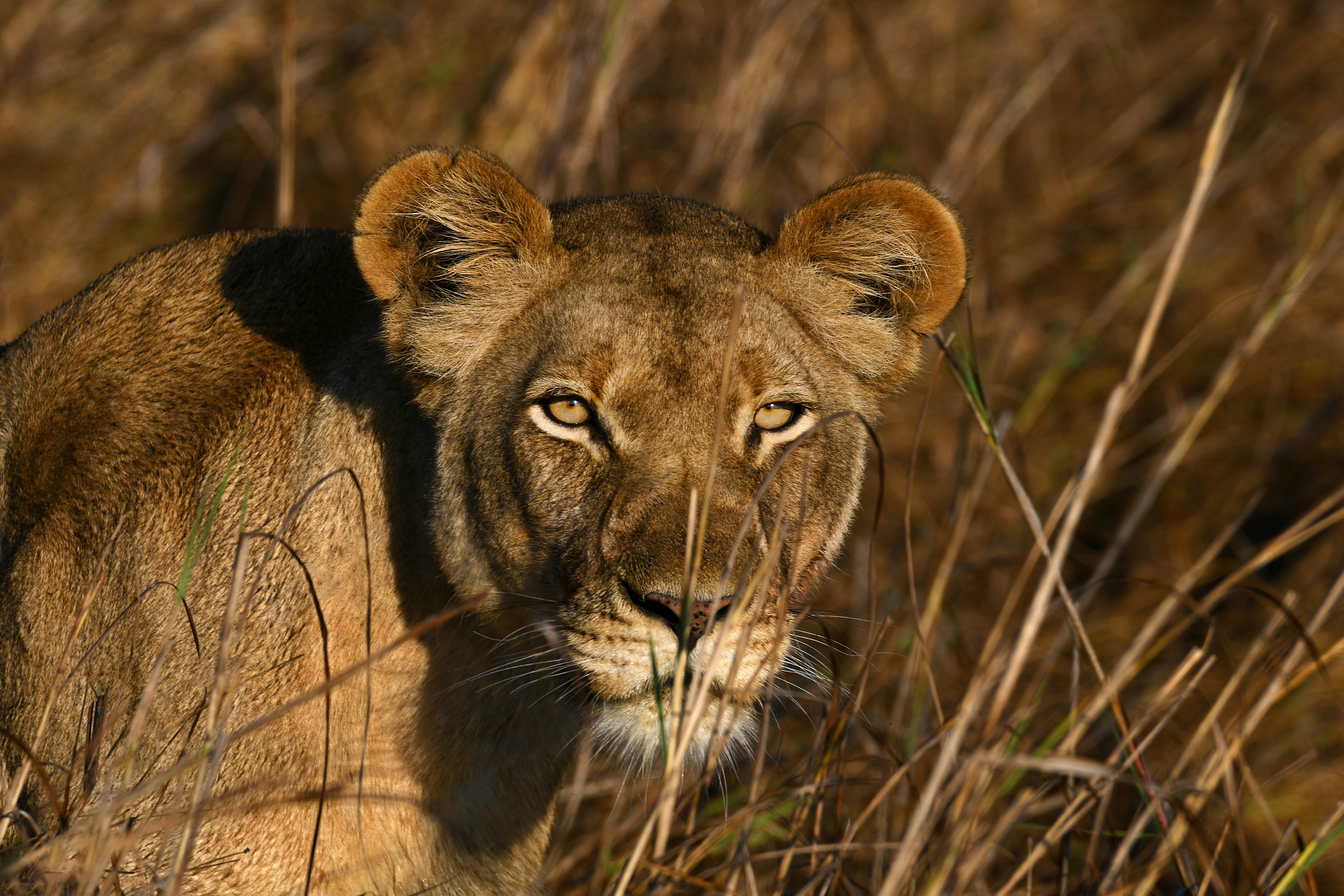 Lioness peeking through tall dry grass in sunlight.