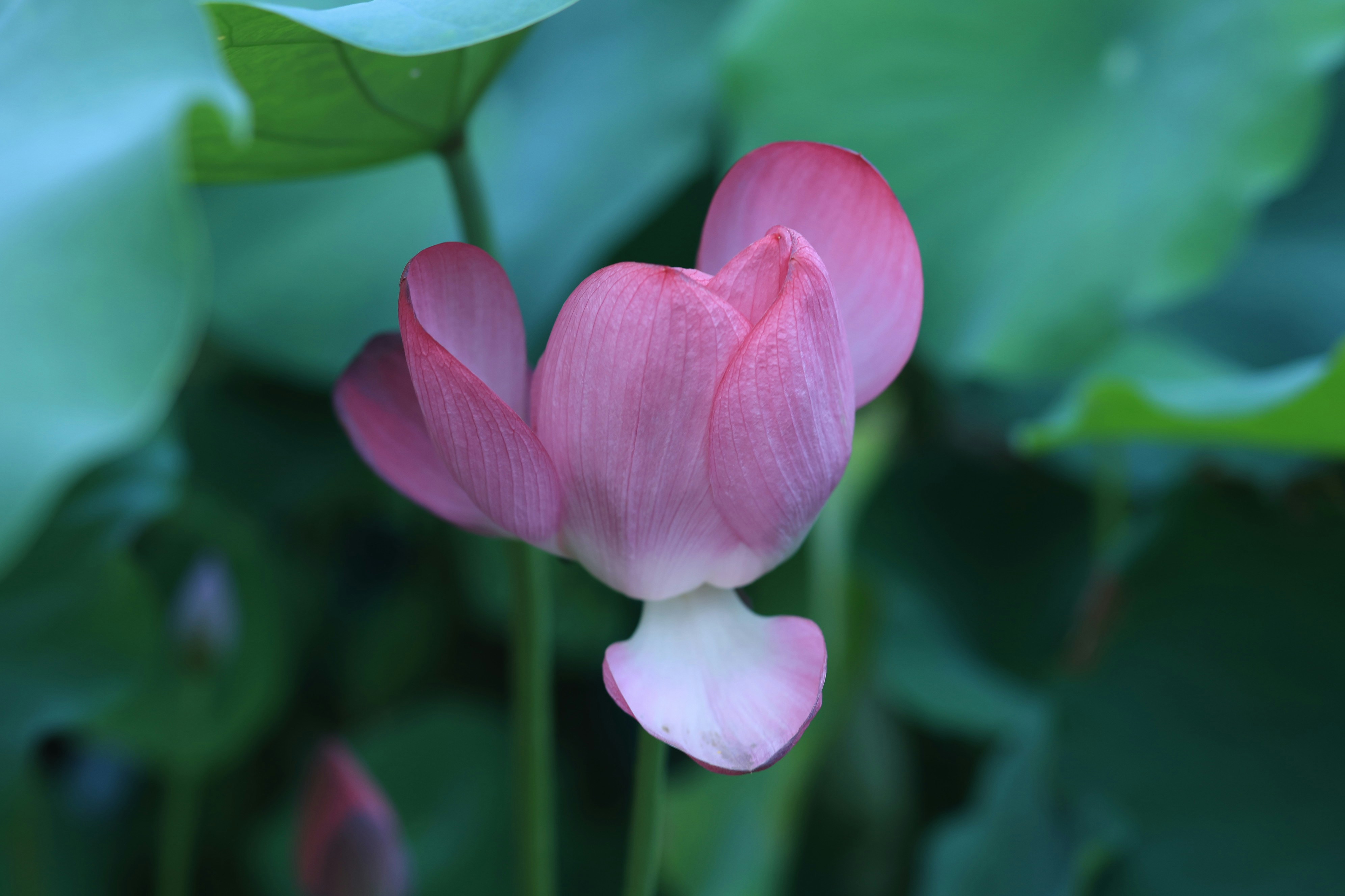 Photo by runningchild