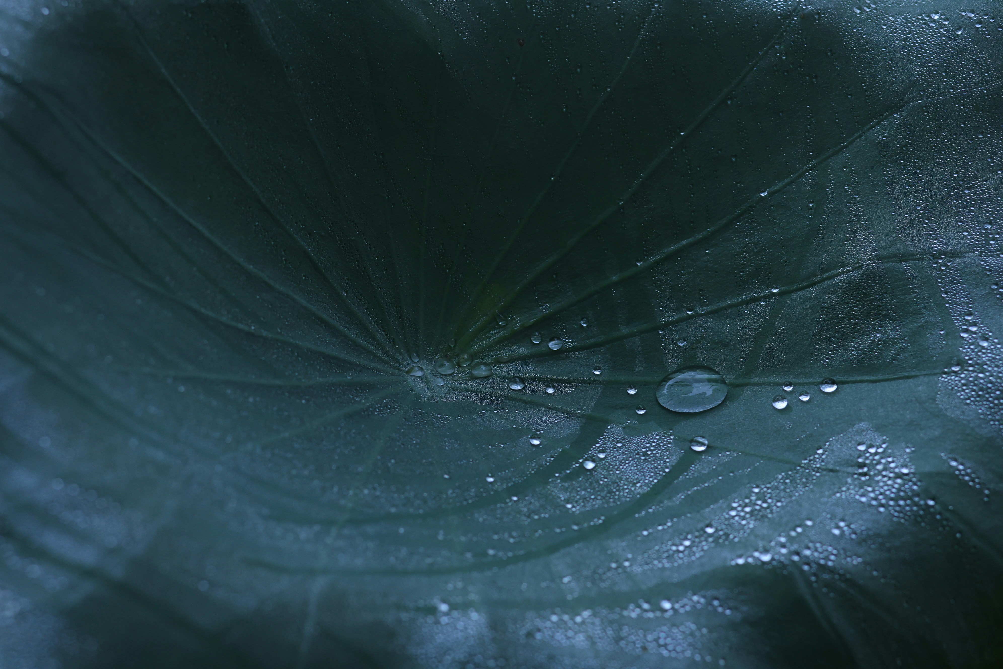 Photo by runningchild