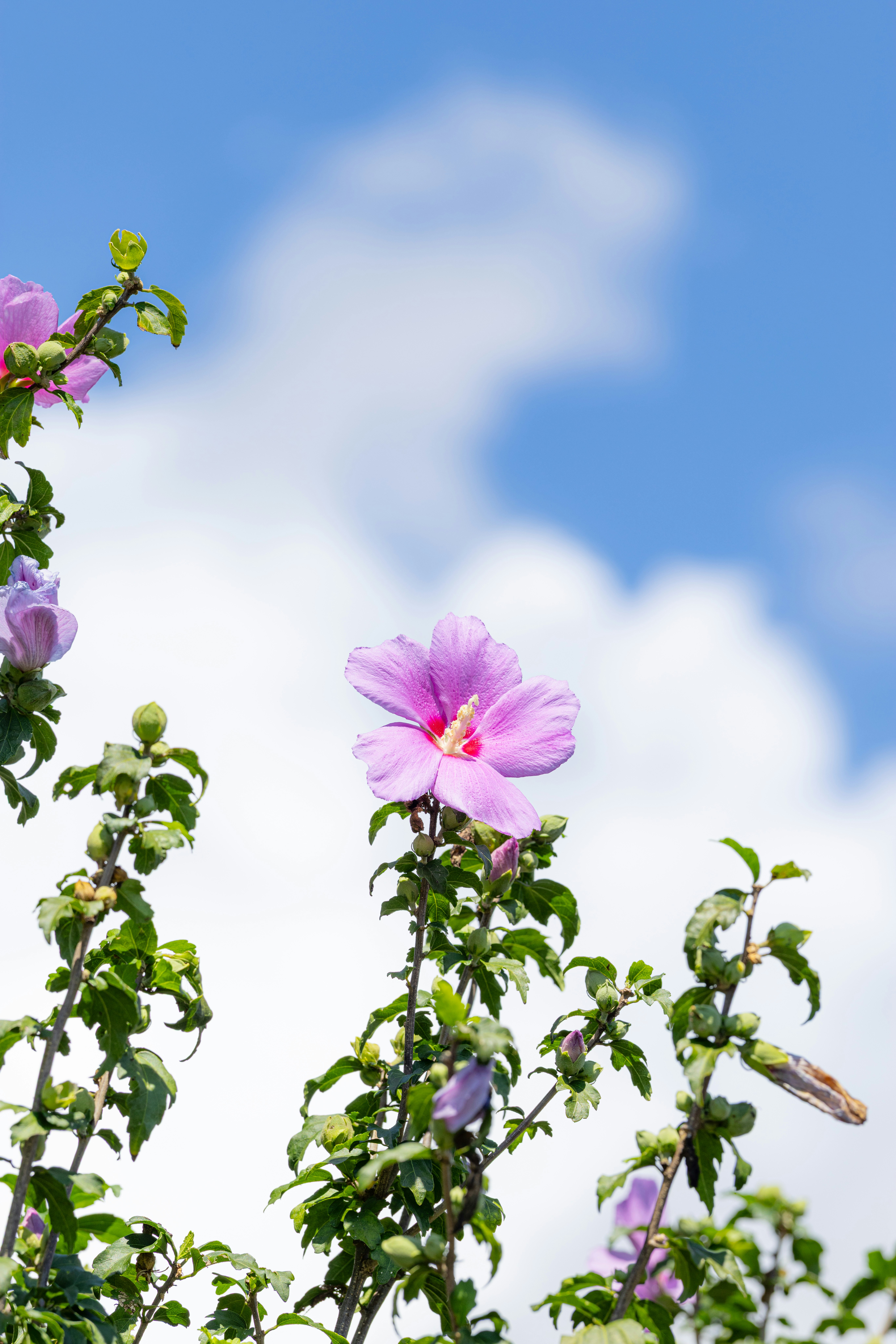 A pink hibiscus flower blooms against a blue sky. photo – Free Blue sky ...