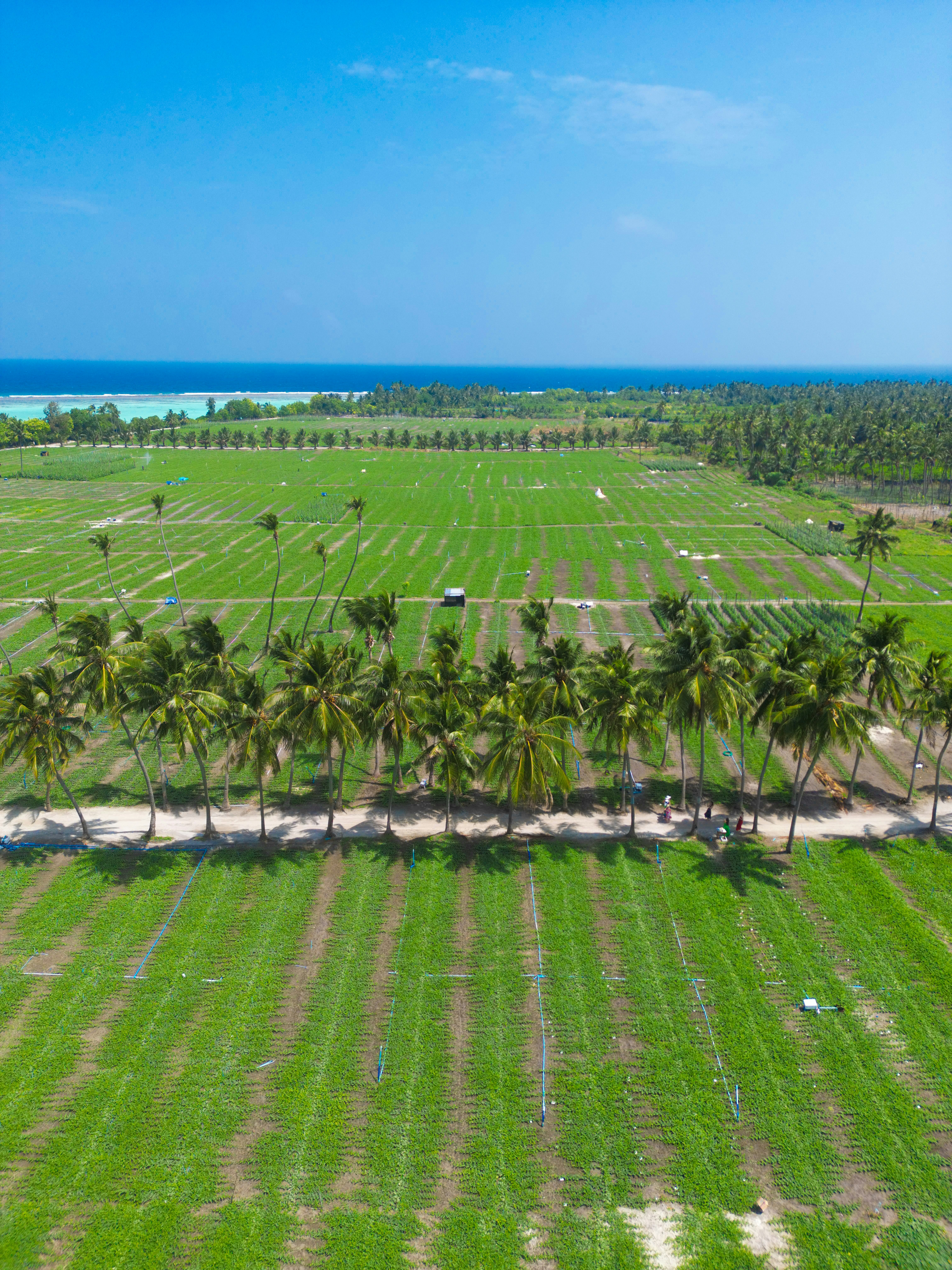 Green agricultural fields with palm trees and ocean