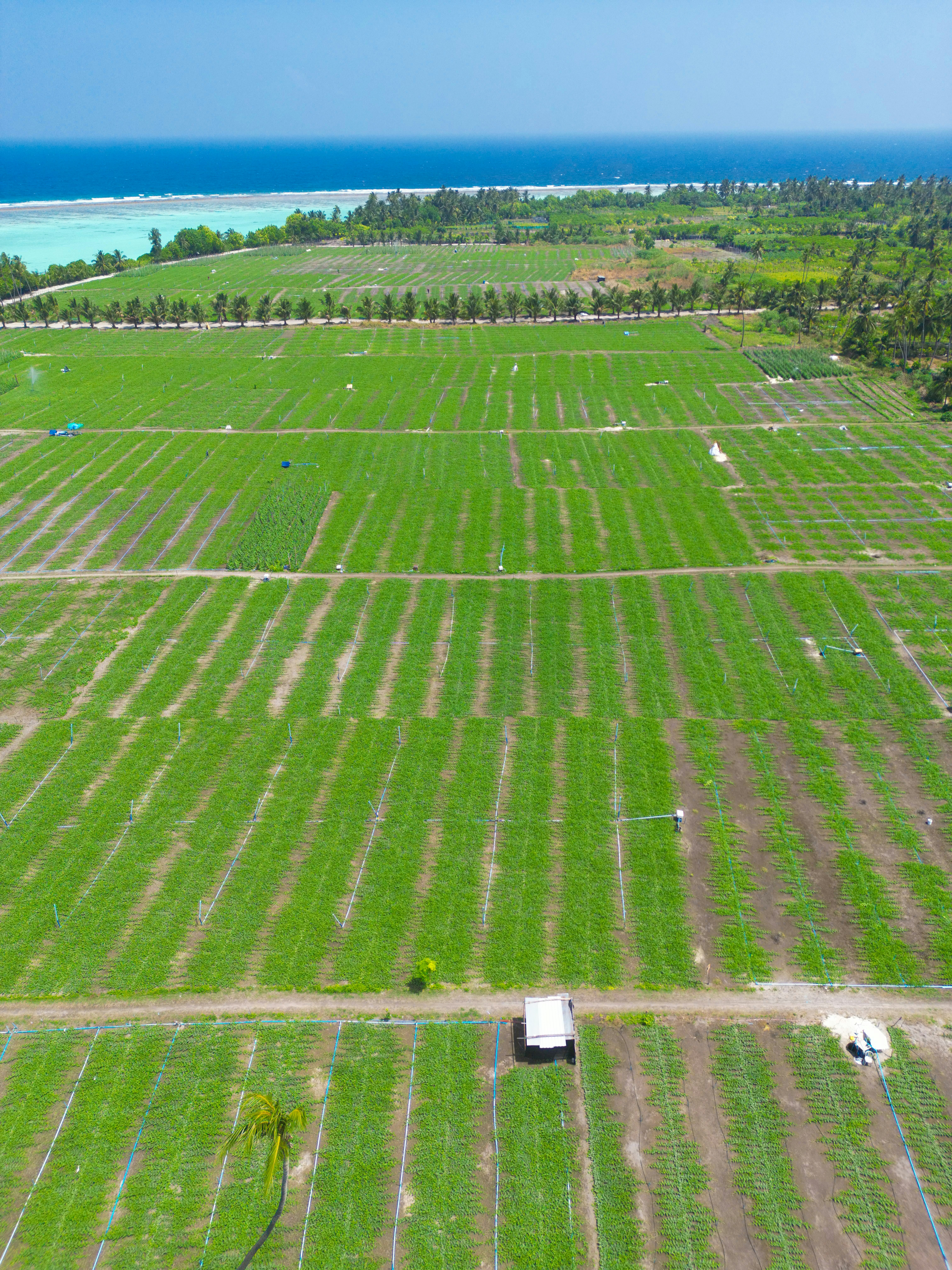 Aerial view of green agricultural fields by the ocean