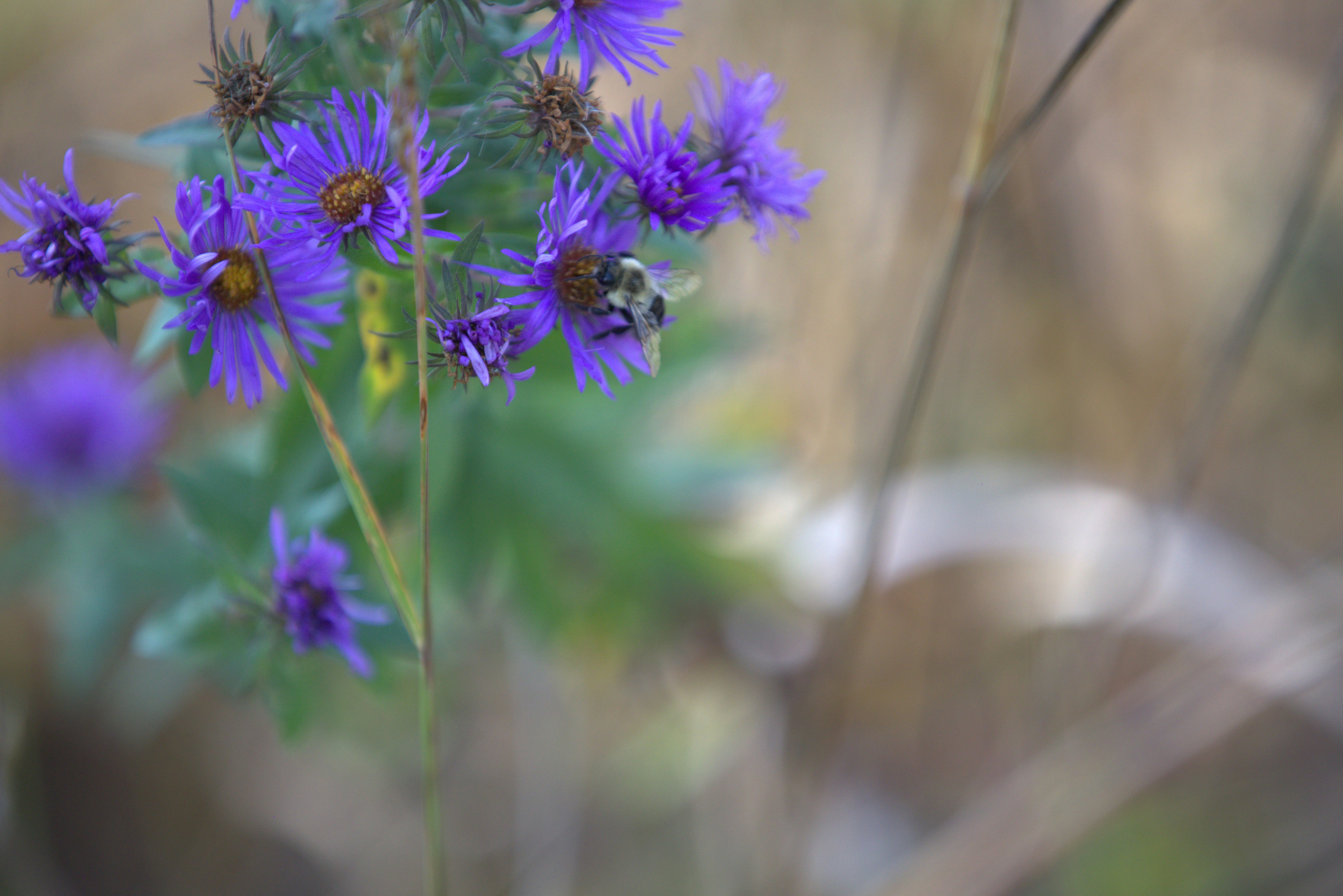 Photo by squirrelographer