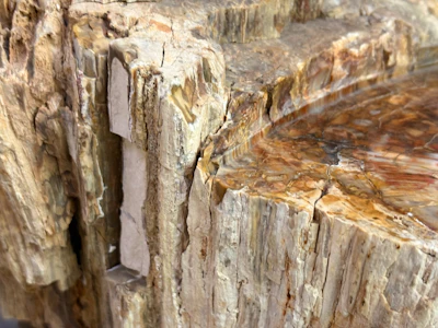 Petrified wood grain patterns