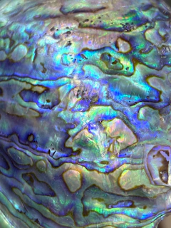 Iridescent abalone shell with swirling blue and green patterns