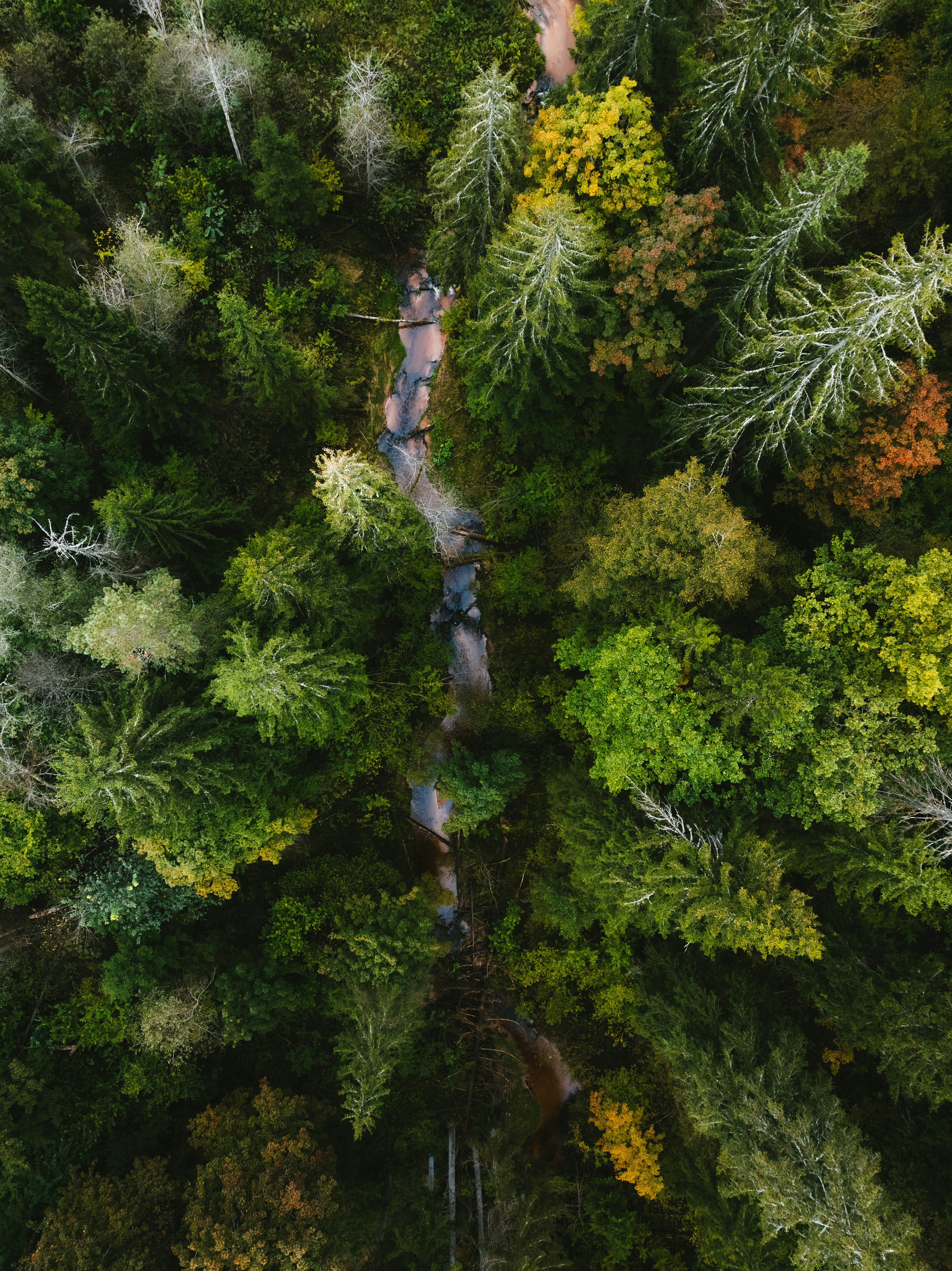 Aerial view of a winding river through a dense forest.
