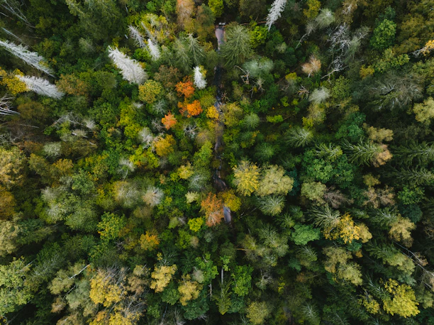 Aerial view of a dense forest with autumn foliage.